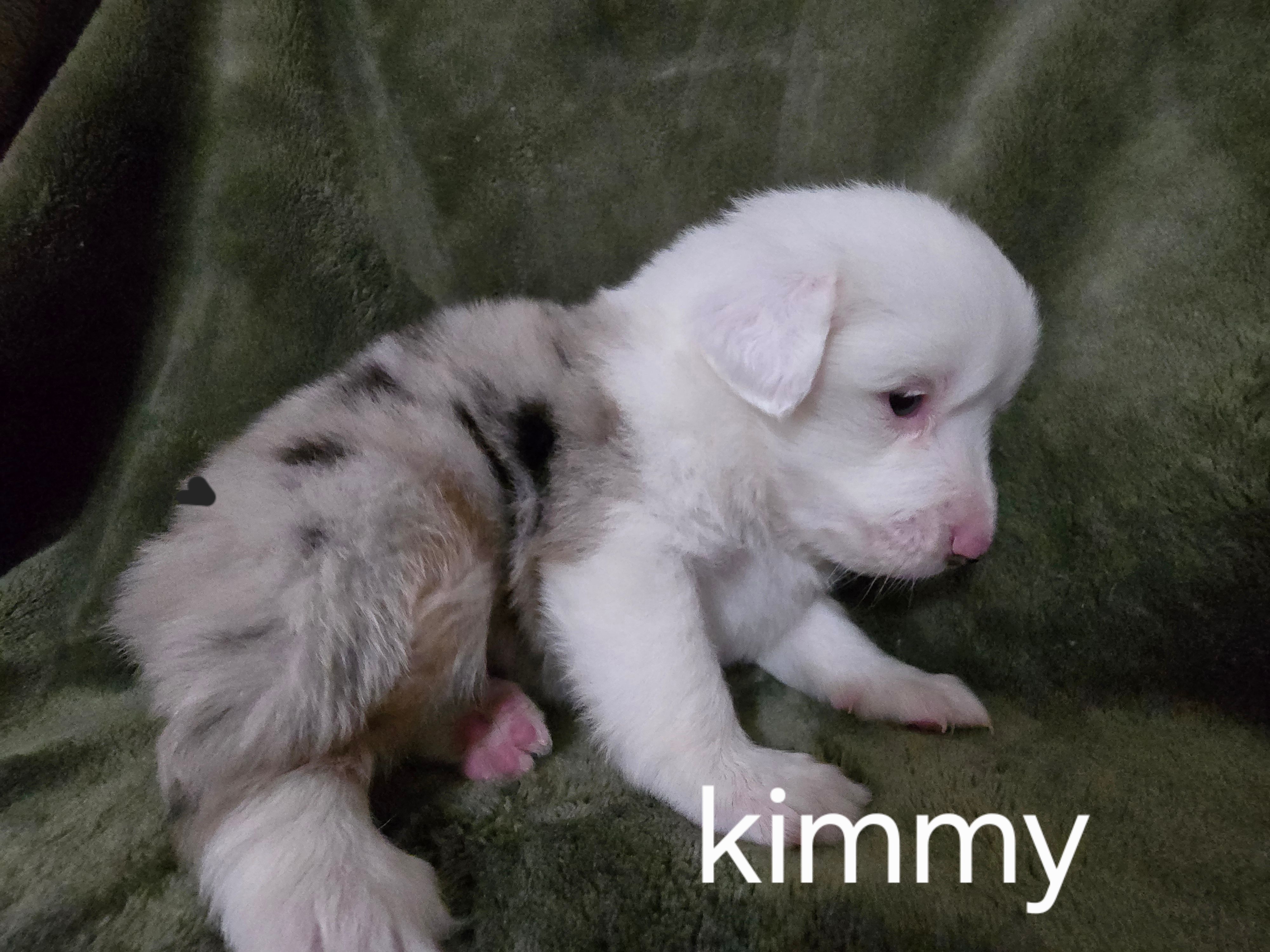 Kimmy