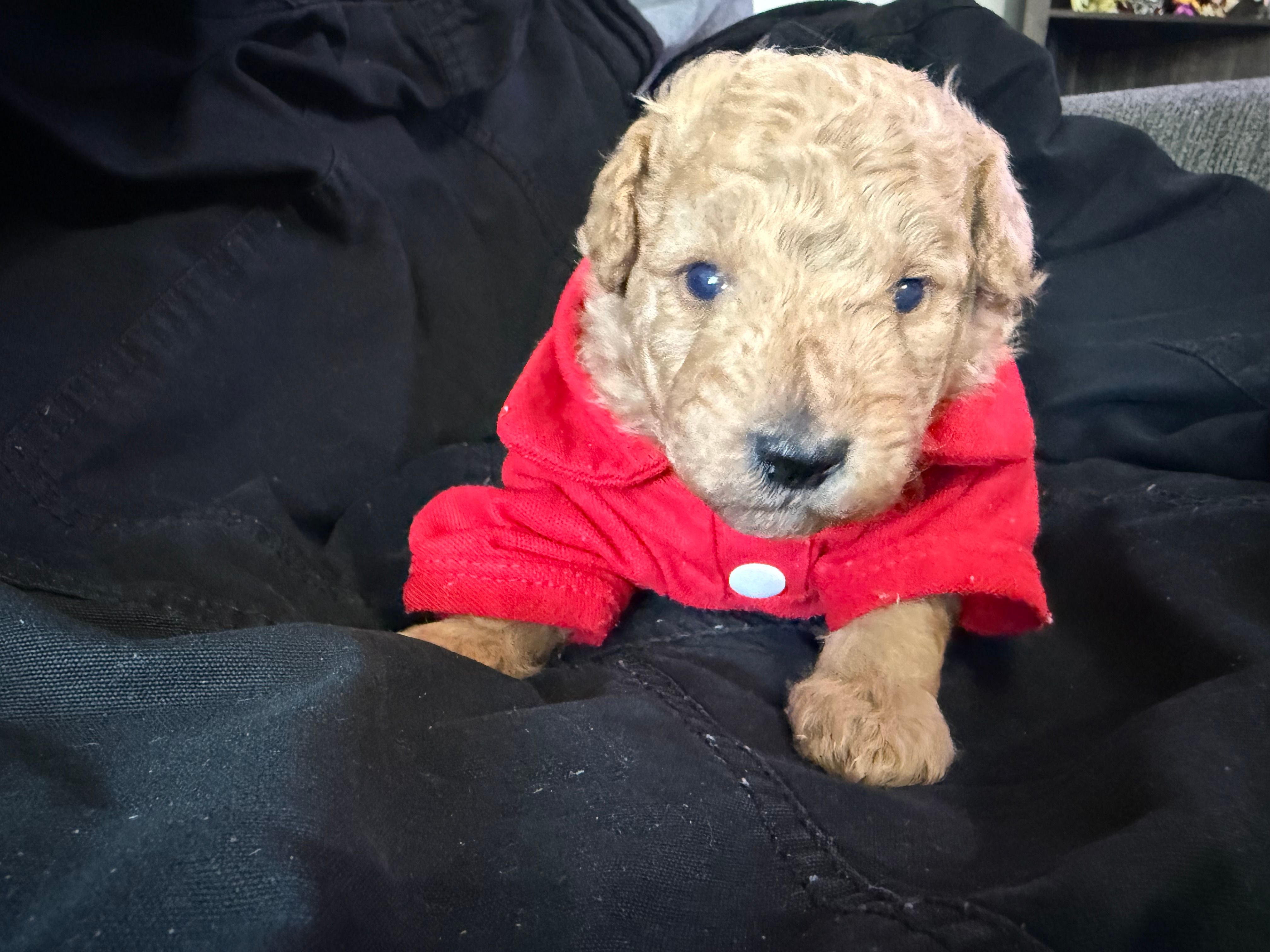 Gold boy  – Miniature Goldendoodle puppy for sale in Calhoun, GA