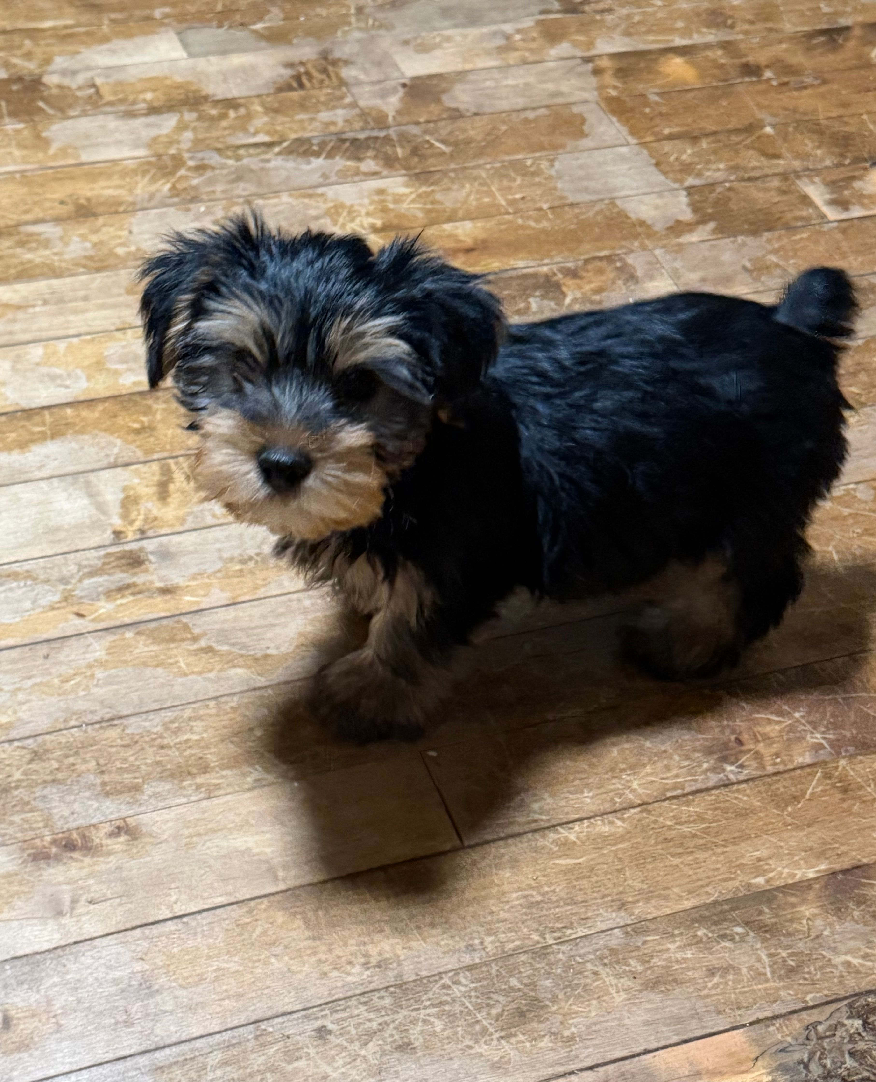 Yarrow – Yorkshire Terrier puppy for sale in Greeneville, TN