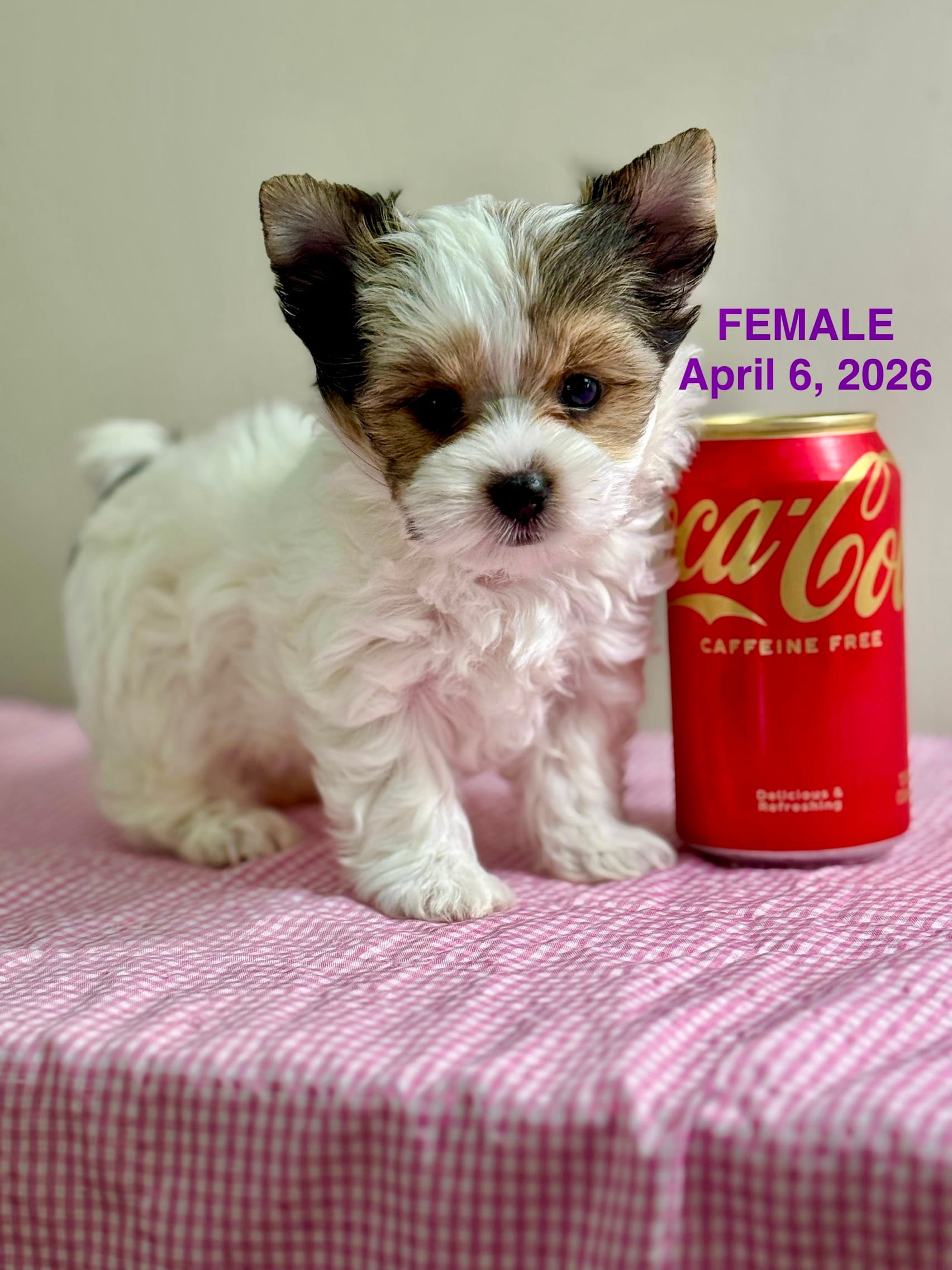 Tiny Baby Girl  – Yorkshire Terrier puppy for sale in Fairhope, AL