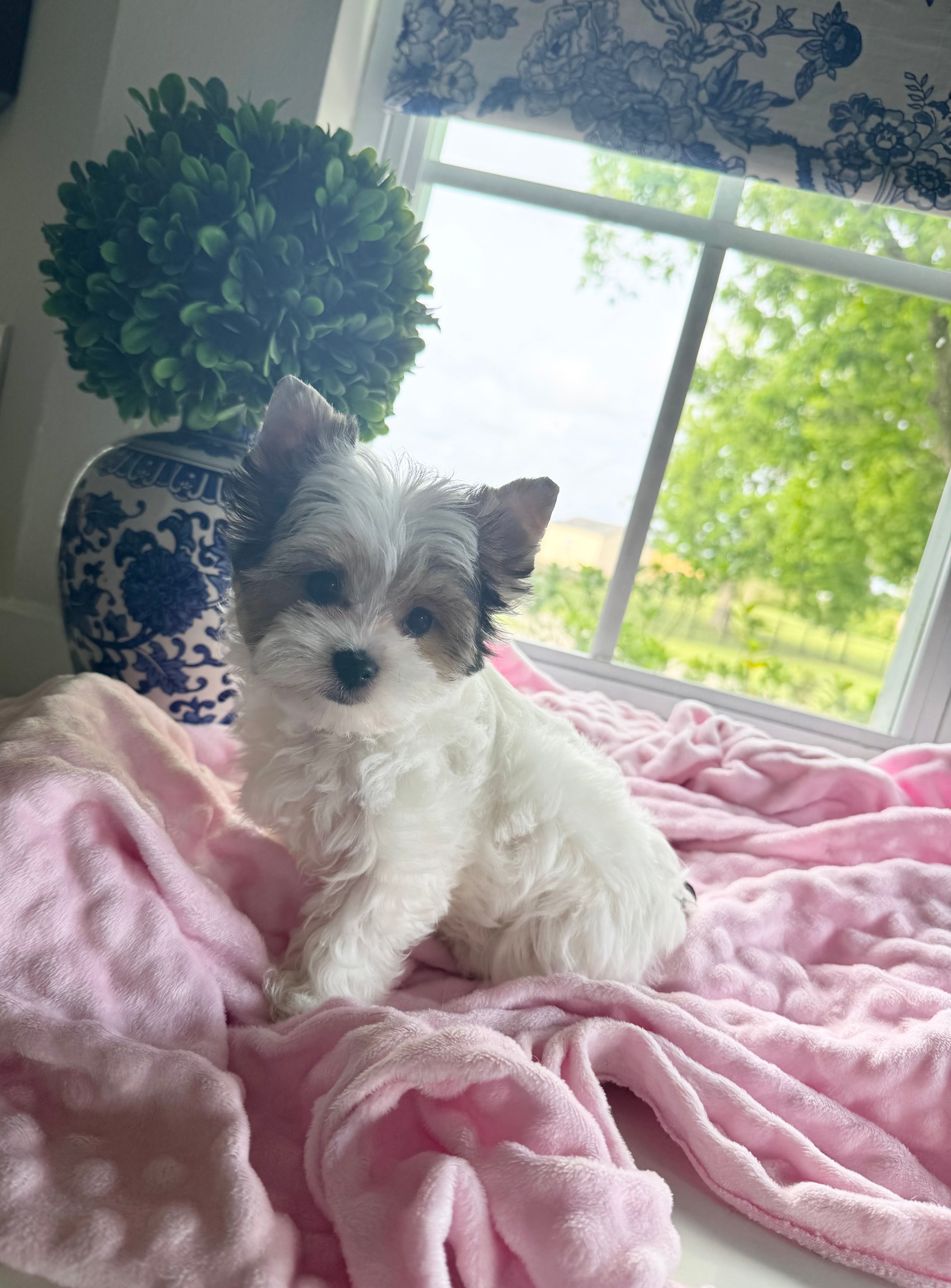  FEMALE  - Teacup size  – Yorkshire Terrier puppy for sale in Fairhope, AL