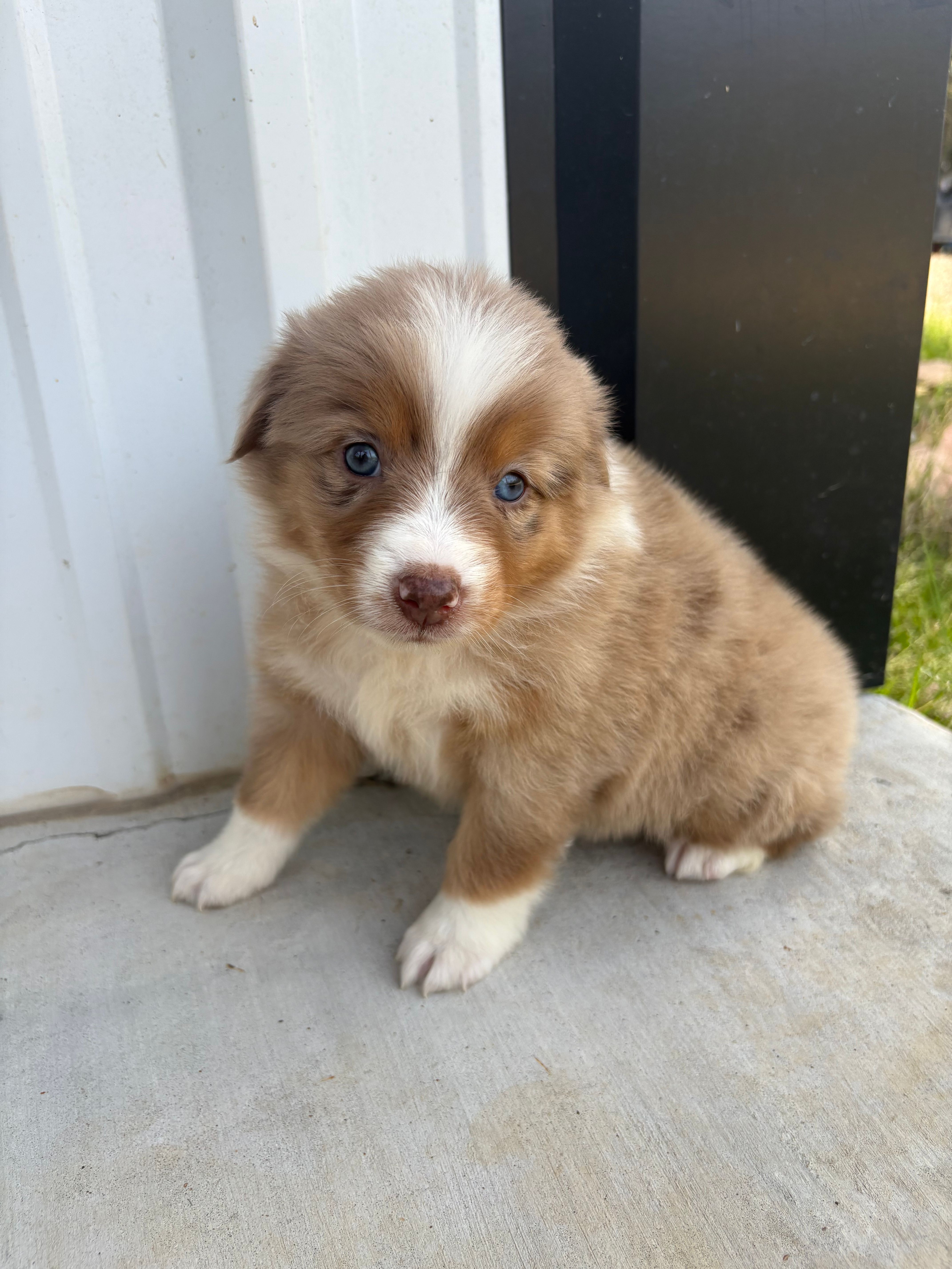 Honey  – Australian Shepherd puppy for sale in Fouke, AR