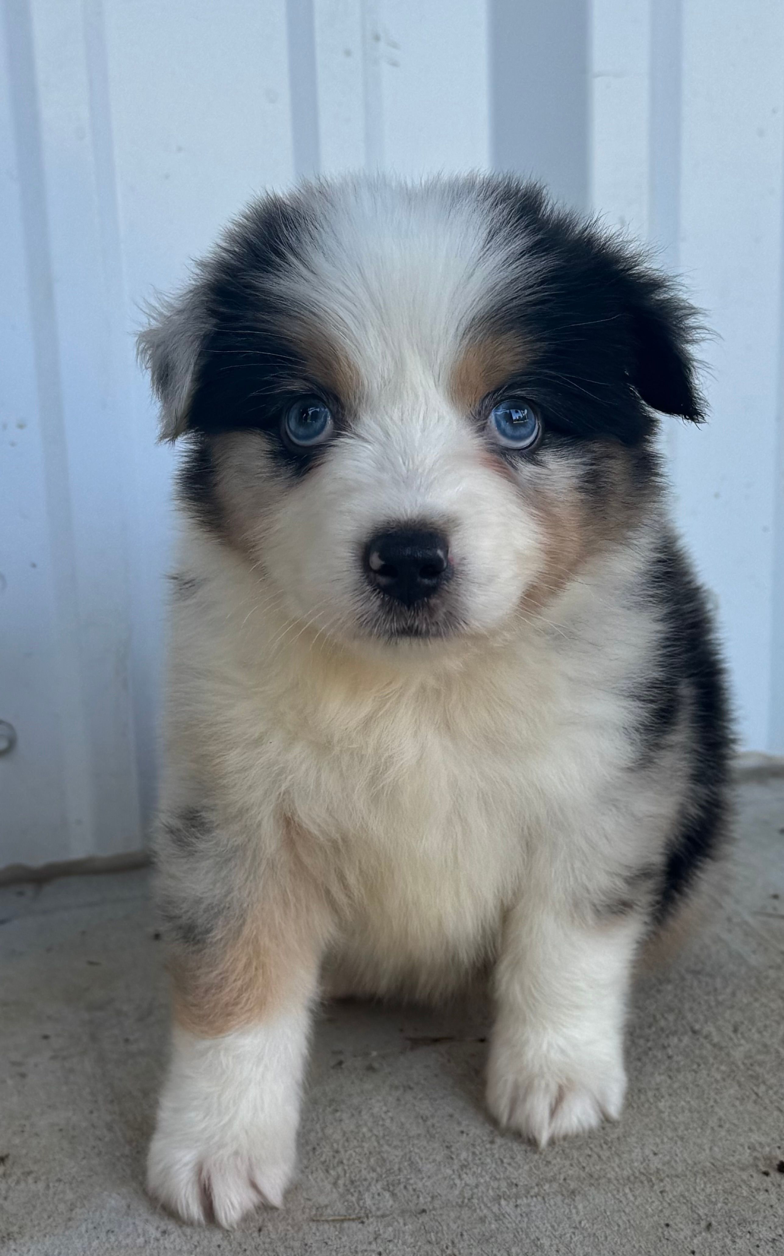 Hank – Australian Shepherd puppy for sale in Fouke, AR