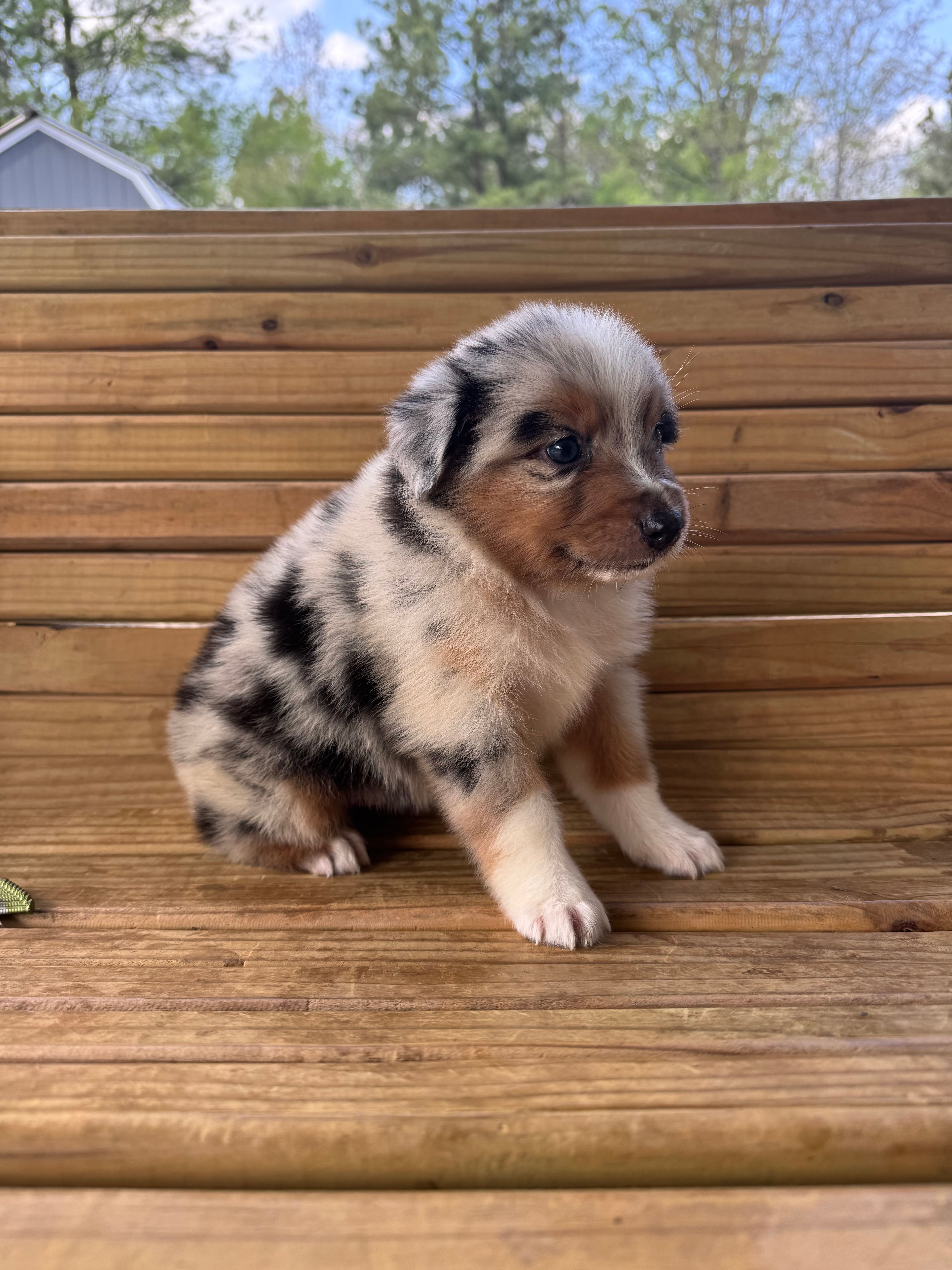 Cooper  – Australian Shepherd puppy for sale in Fouke, AR