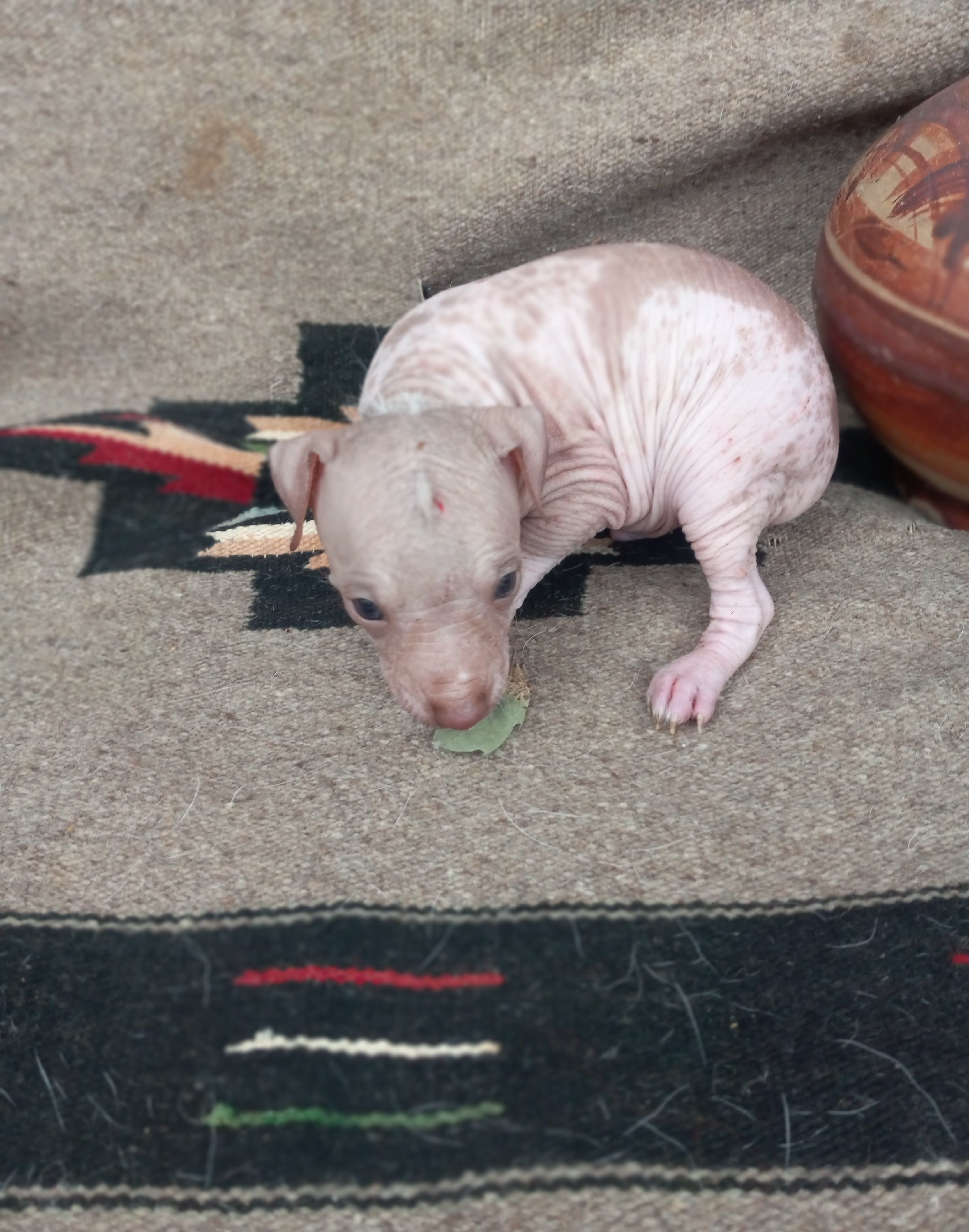 Texotli – Xoloitzcuintli puppy for sale in Sacramento, CA