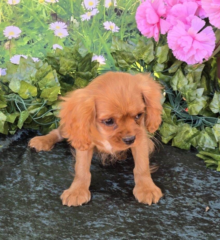 Sonny – Cavalier King Charles Spaniel puppy for sale in Sacramento, CA