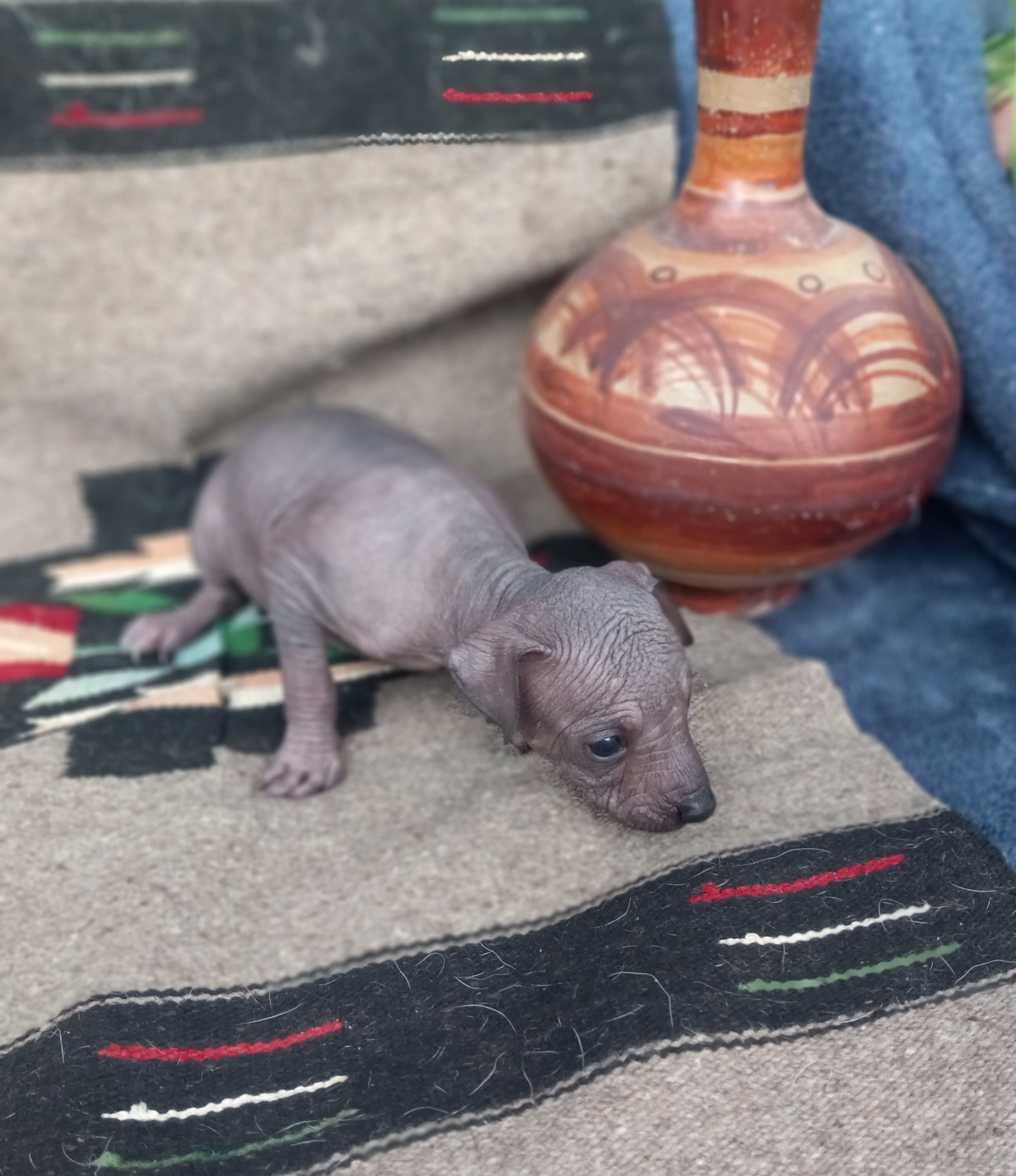 Tochtli – Xoloitzcuintli puppy for sale in Sacramento, CA
