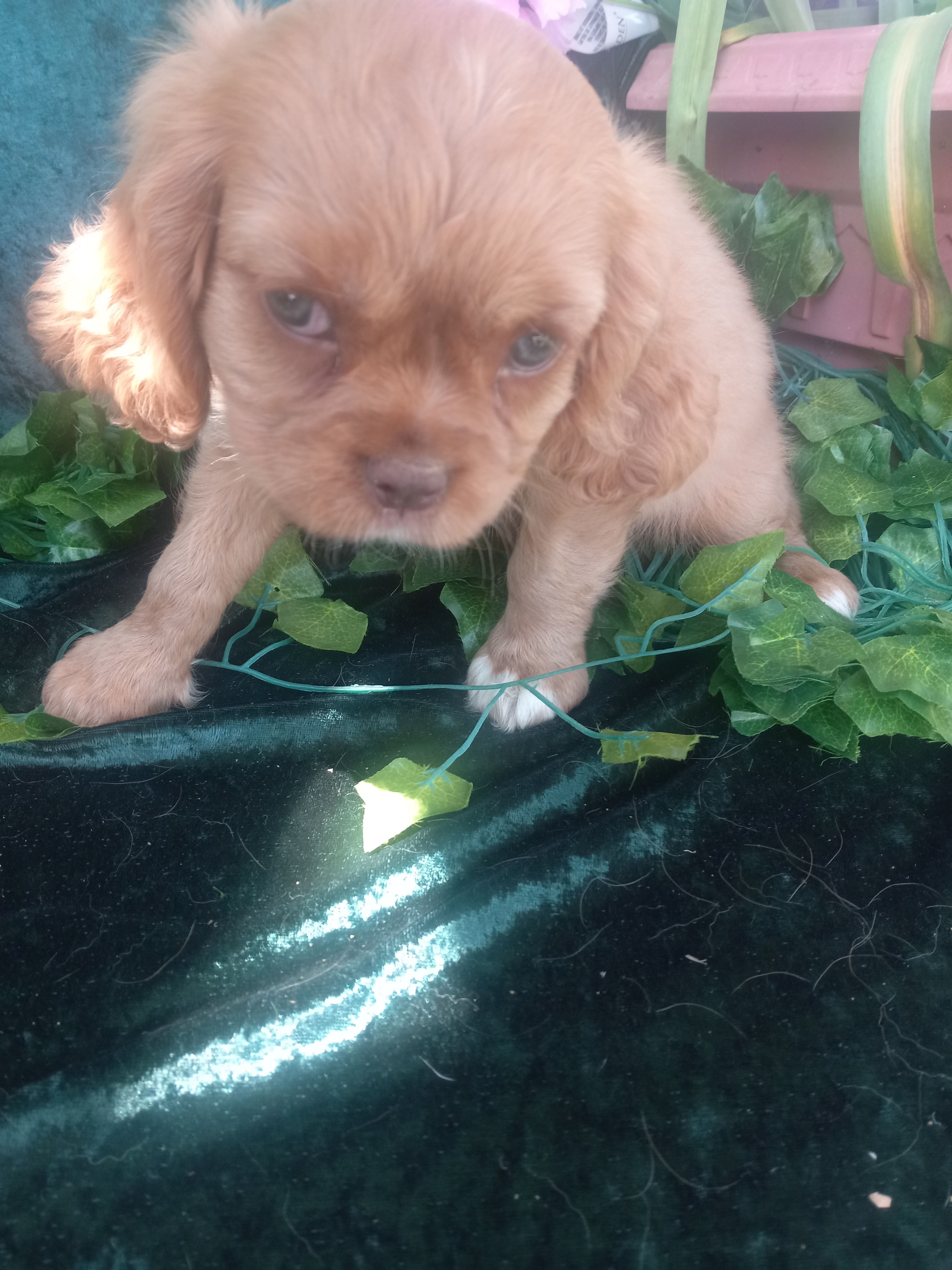Tammy – Cavalier King Charles Spaniel puppy for sale in Sacramento, CA