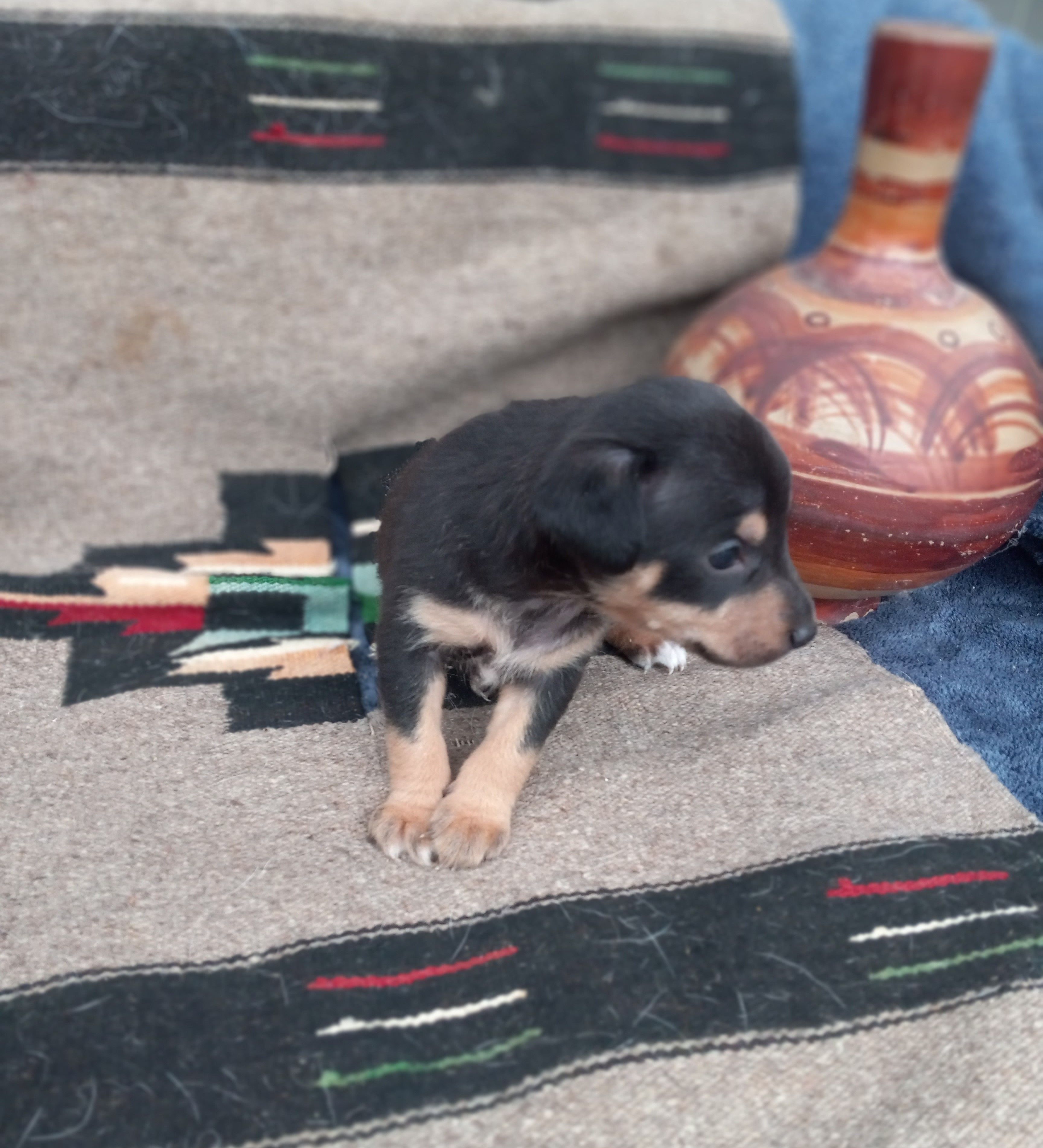Calle – Xoloitzcuintli puppy for sale in Sacramento, CA