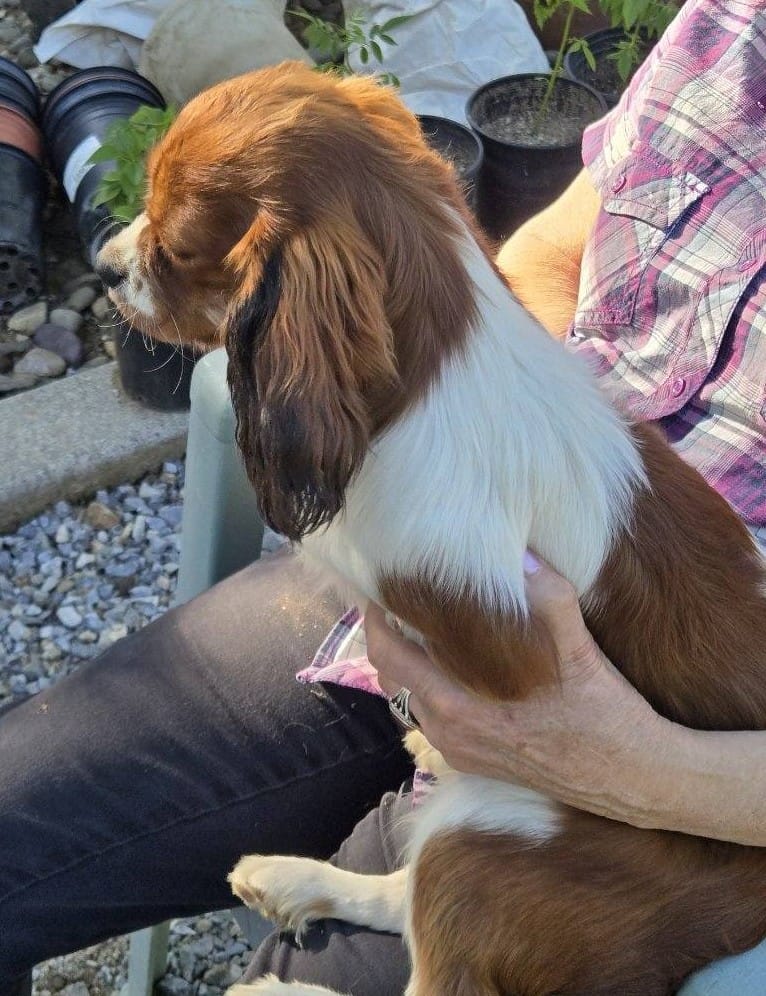 Randy – Cavalier King Charles Spaniel puppy for sale in Sacramento, CA