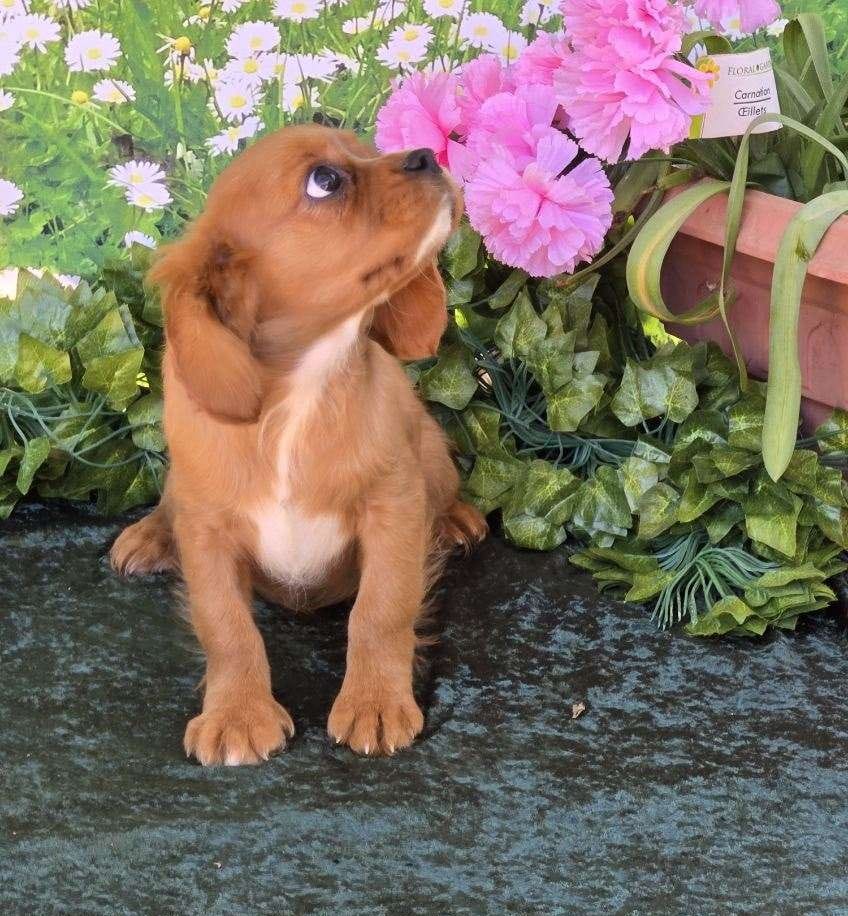 Sassy – Cavalier King Charles Spaniel puppy for sale in Sacramento, CA