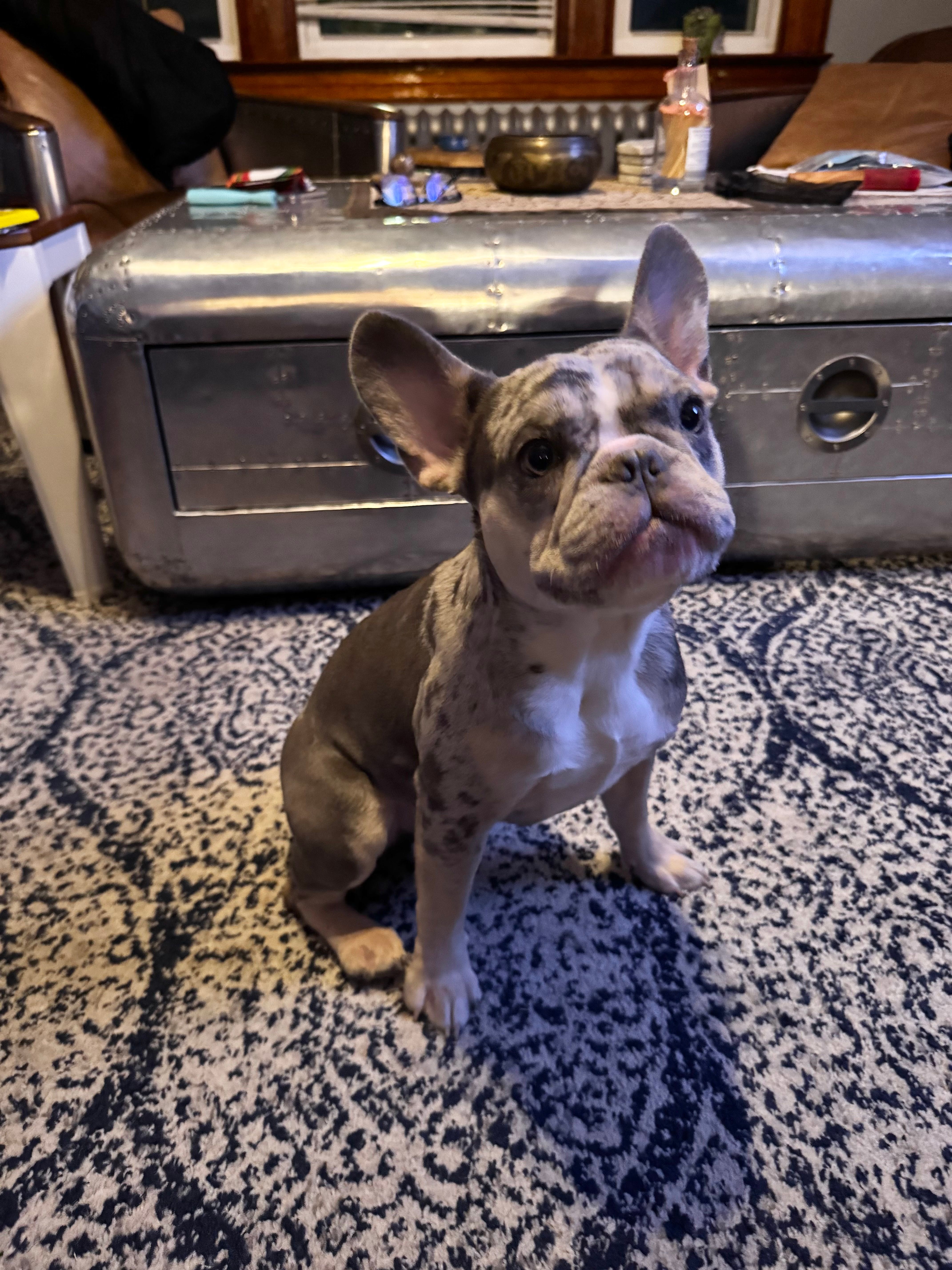 Kobe – French Bulldog puppy for sale in Hartford, CT