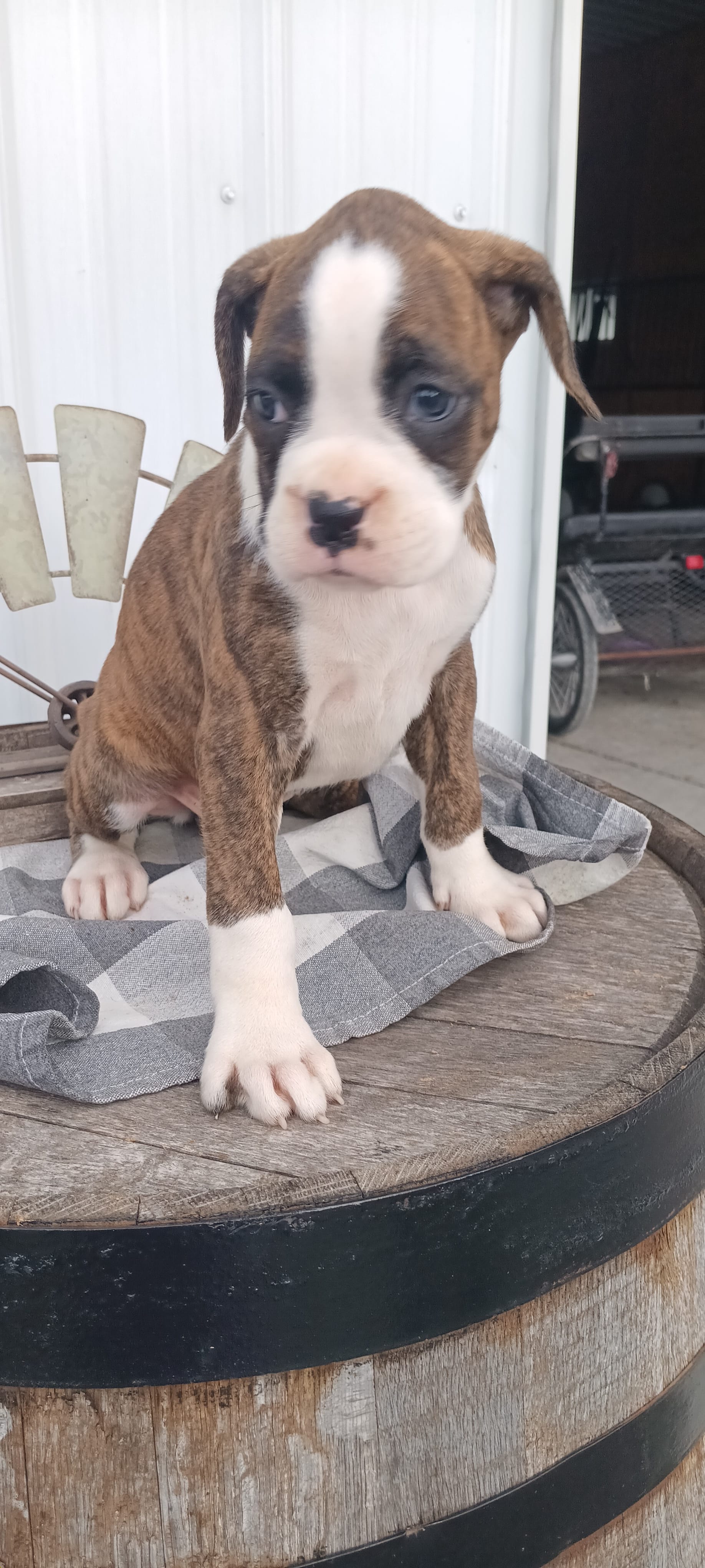 Nita – Boxer puppy for sale in Grabill, IN