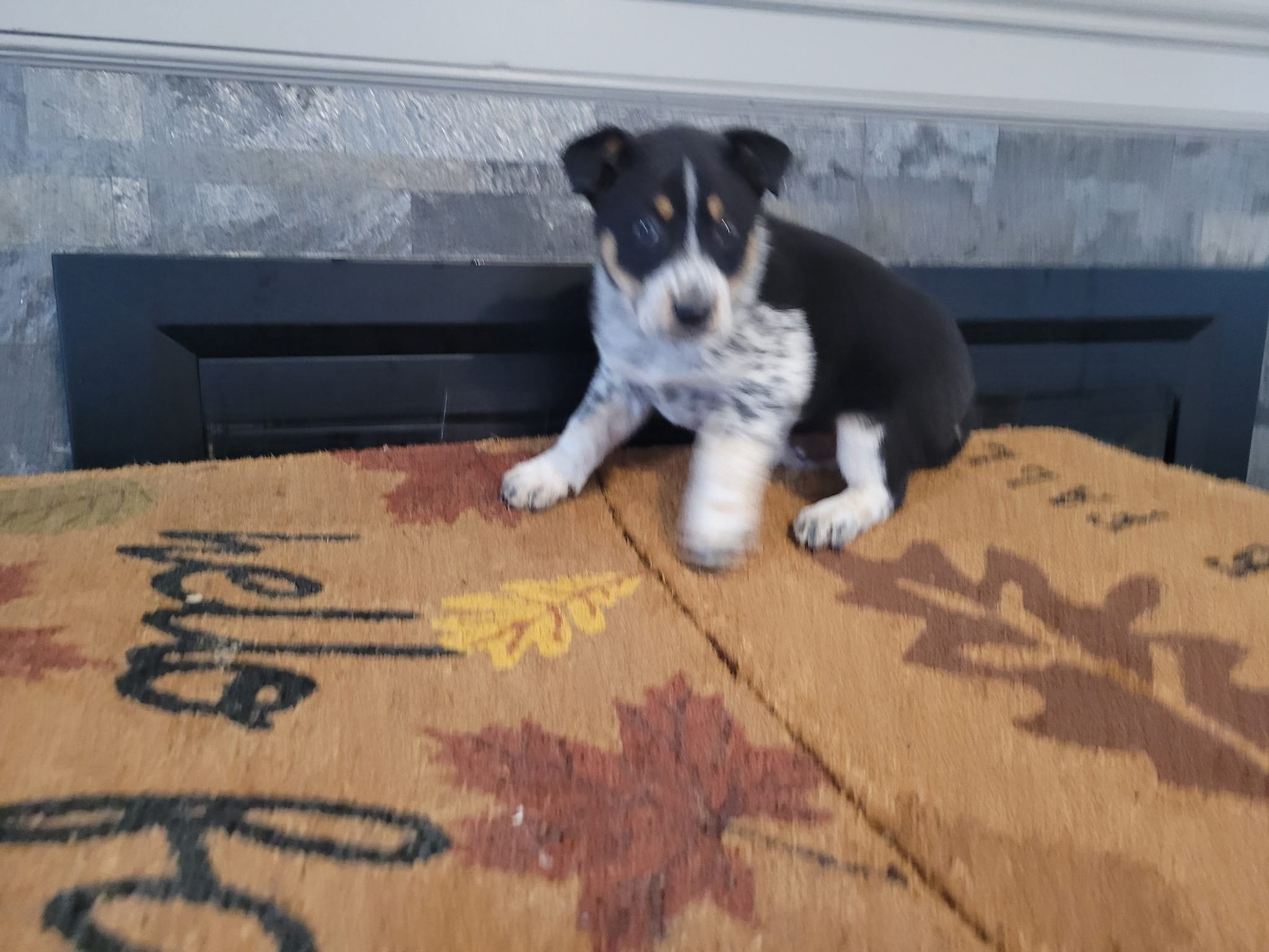 ACD male  – Australian Cattle Dog puppy for sale in Redford Township, MI
