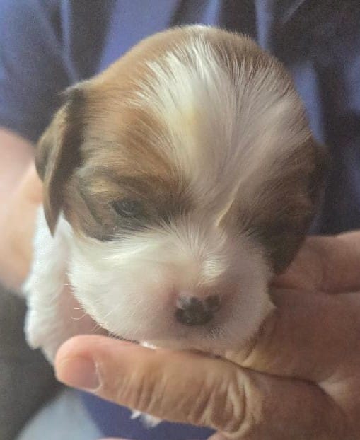 Arnie – Cavalier King Charles Spaniel puppy for sale in Redding, CA