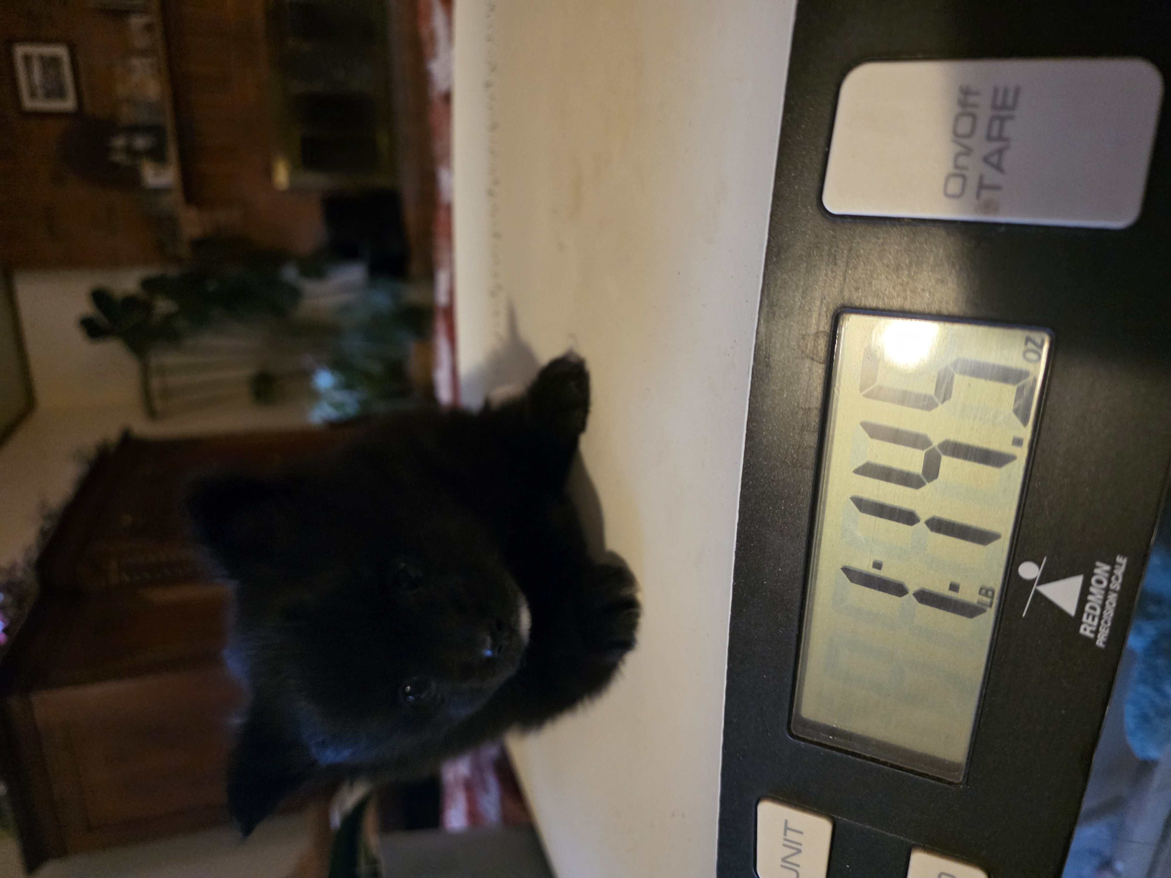 LITTLE BIT AKC – Pomeranian puppy for sale in Lovington, NM