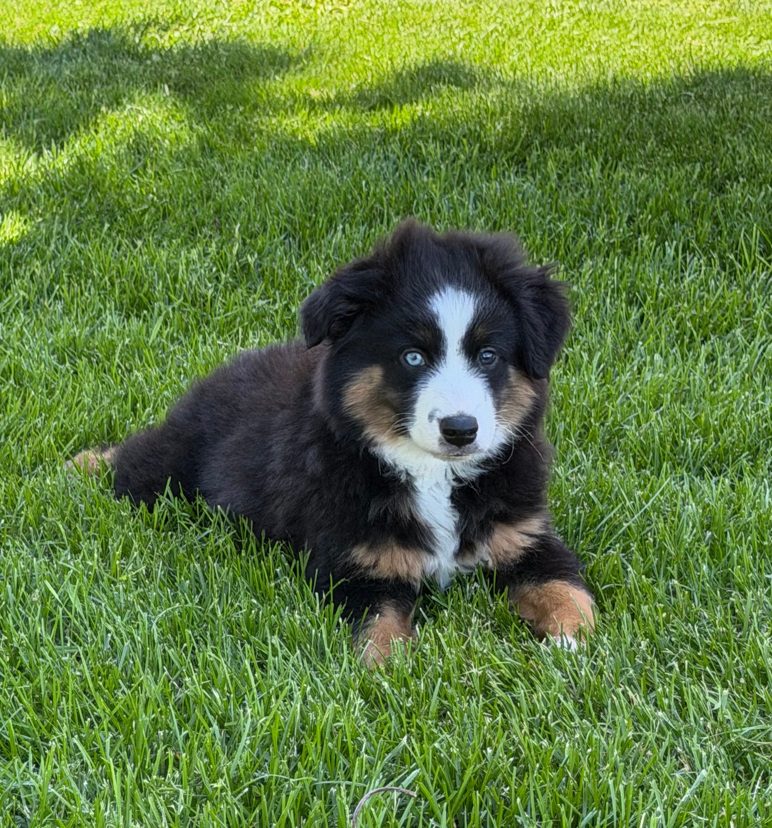 Marco – Miniature Australian Shepherd puppy for sale in Greencastle, IN