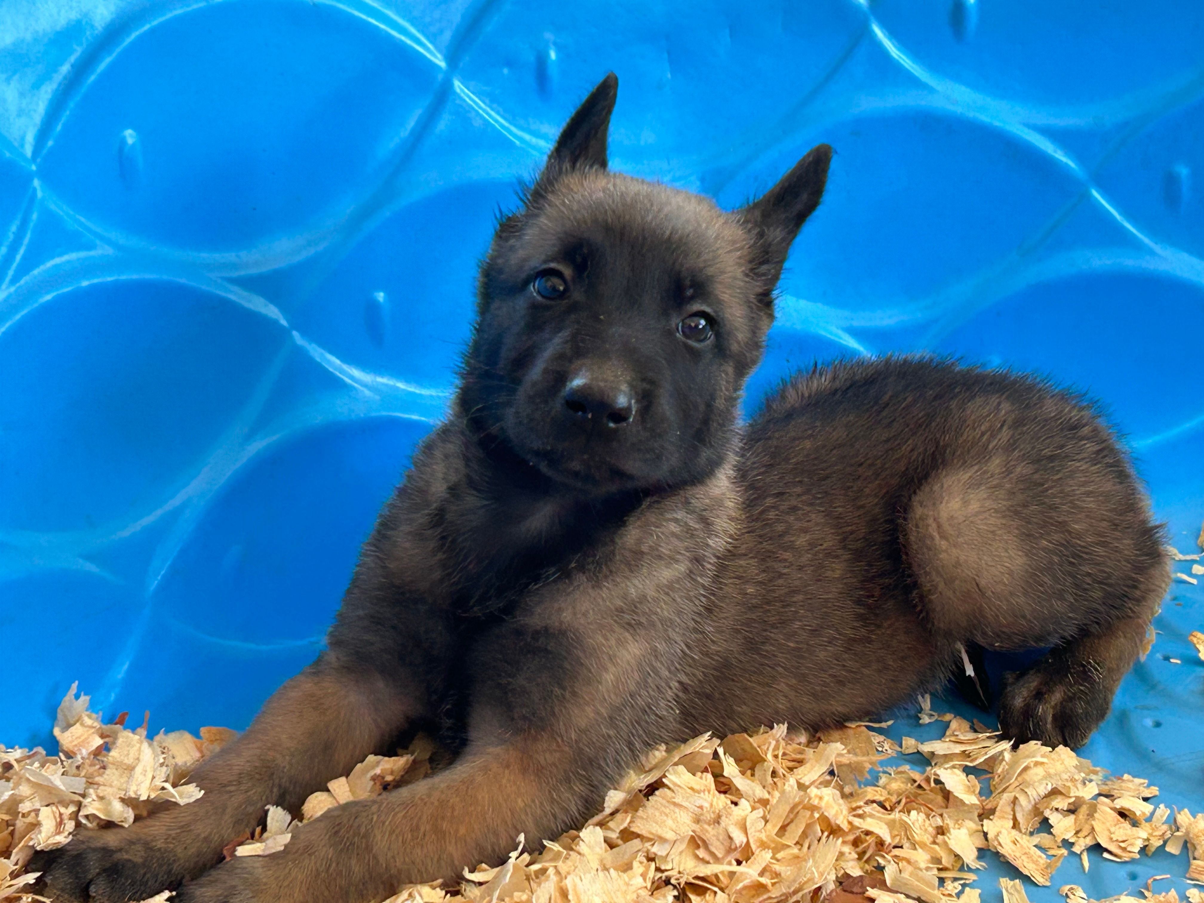 Luke – Belgian Malinois puppy for sale in Venus, FL