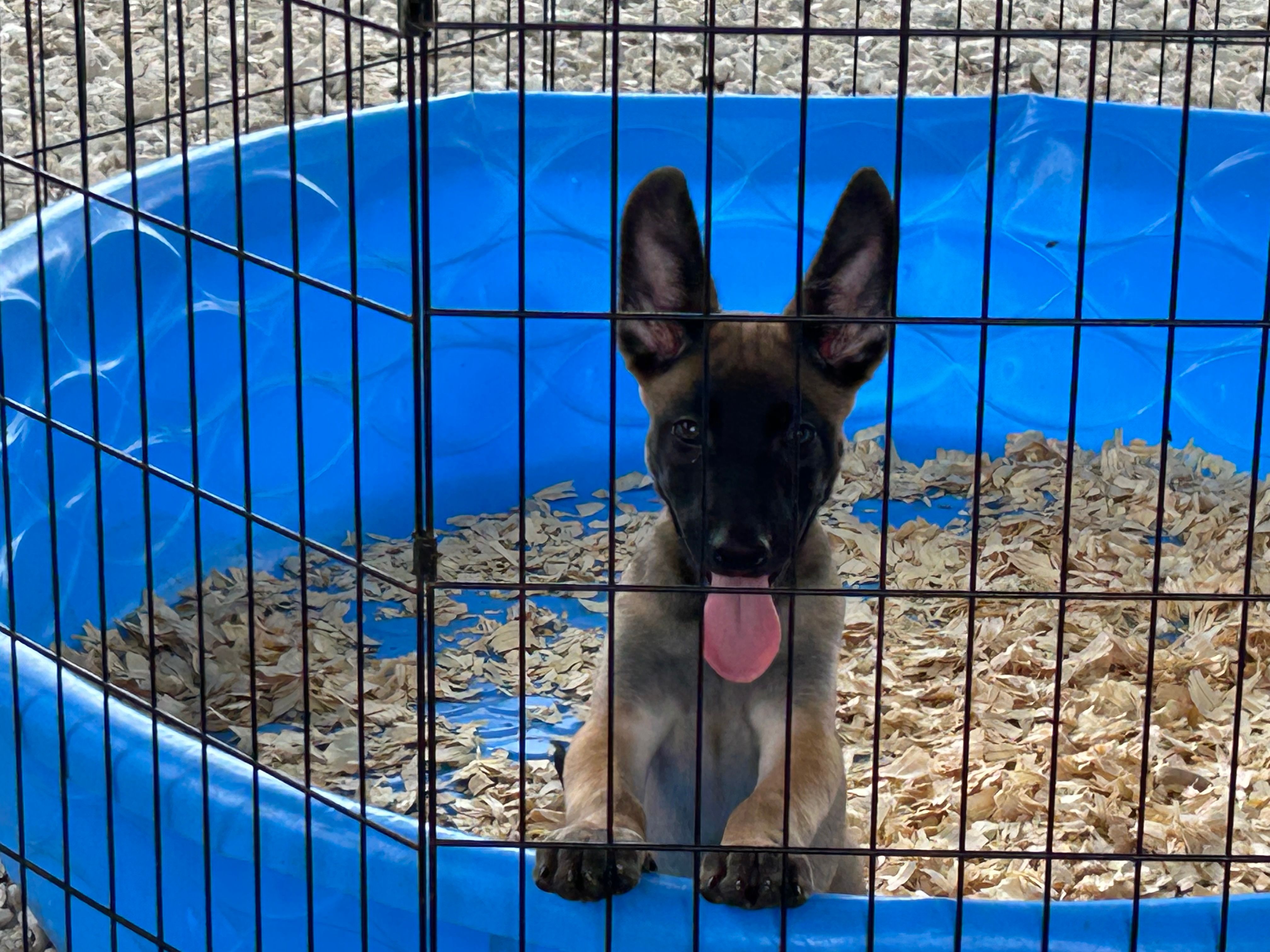 Rocky – Belgian Malinois puppy for sale in Venus, FL