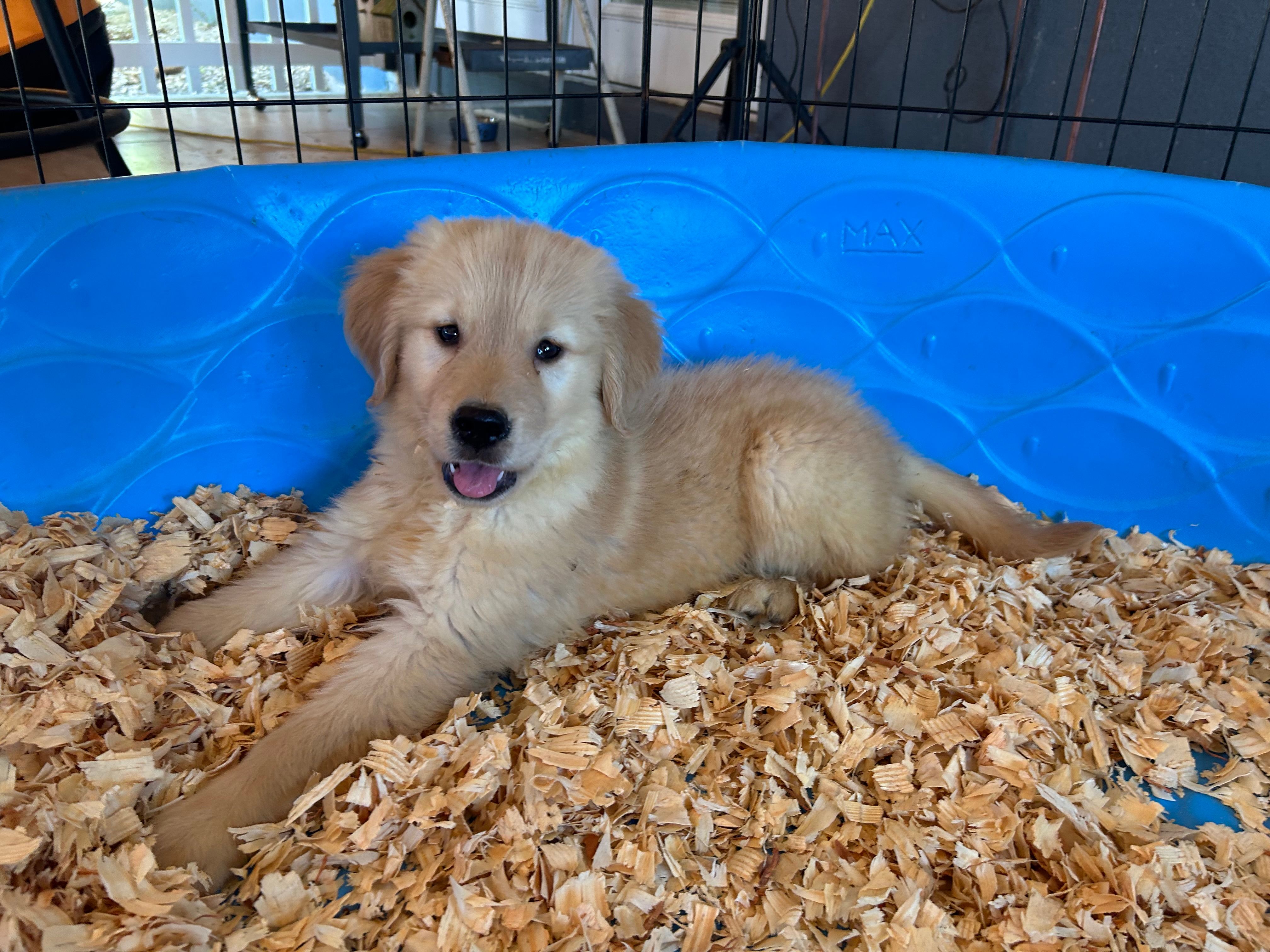 Simba – Golden Retriever puppy for sale in Venus, FL