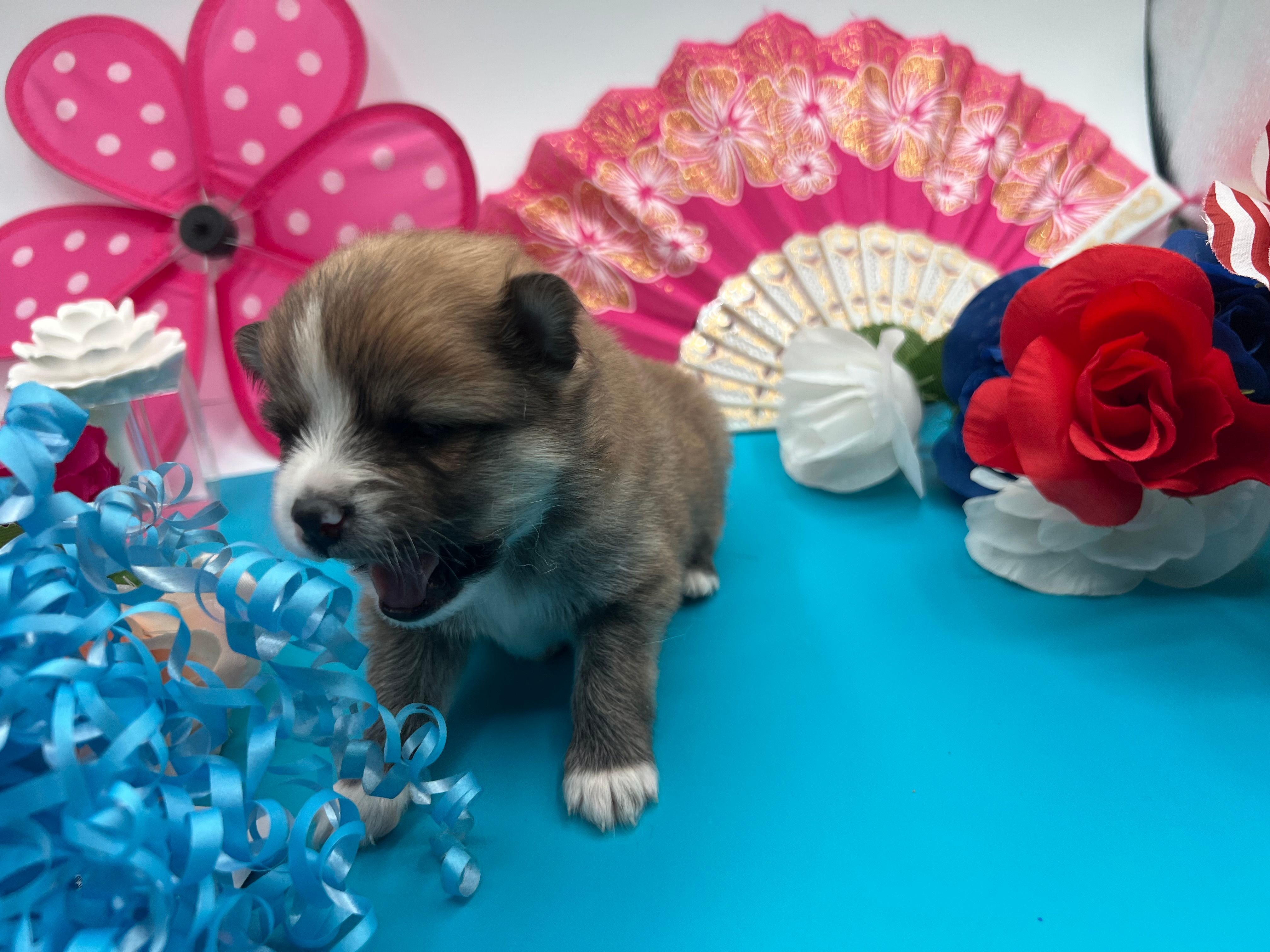 Brown male (Cinderella mom) – Pomeranian puppy for sale in Columbus, MS
