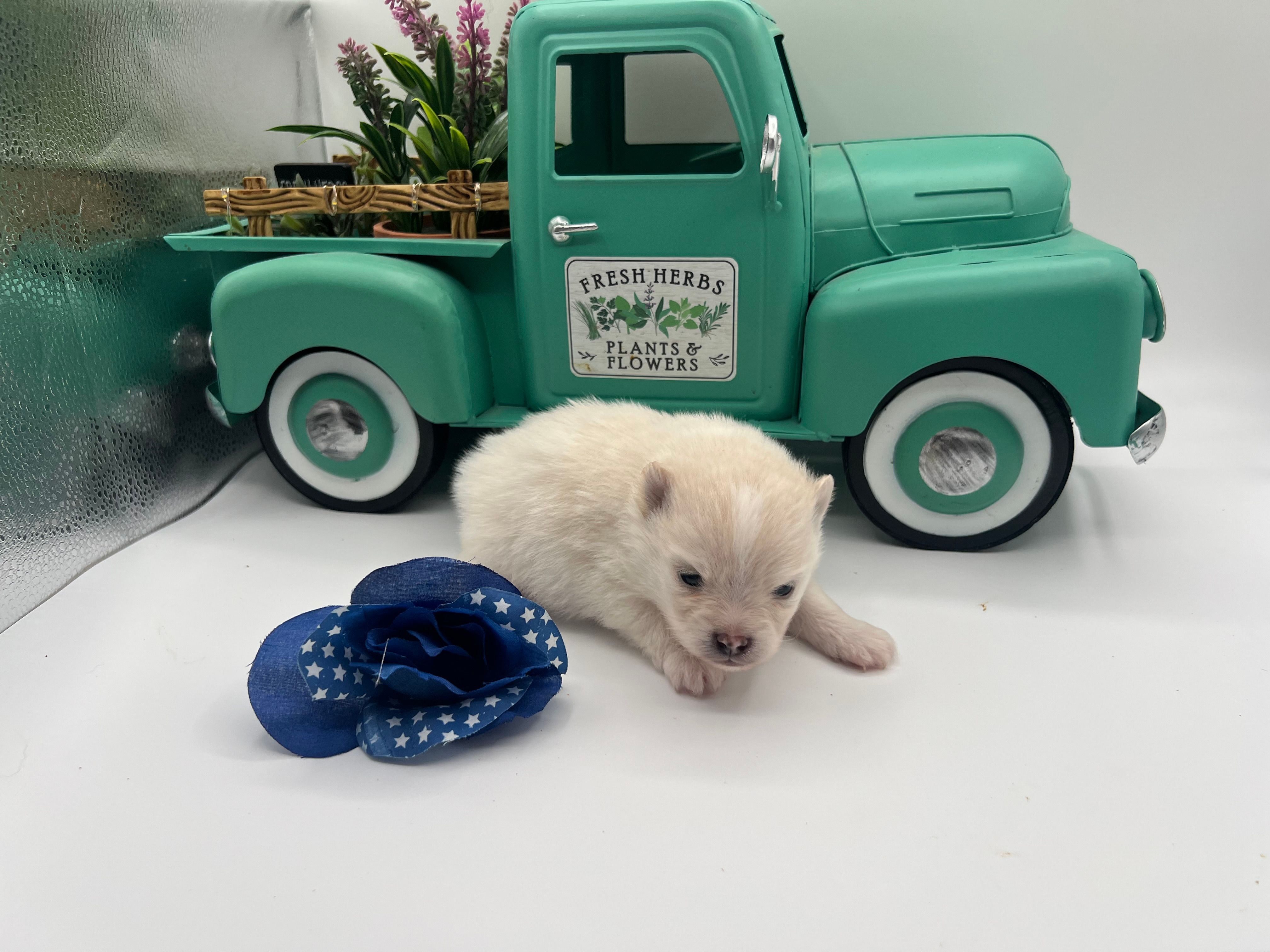 White male polor bear mom – Pomeranian puppy for sale in Columbus, MS
