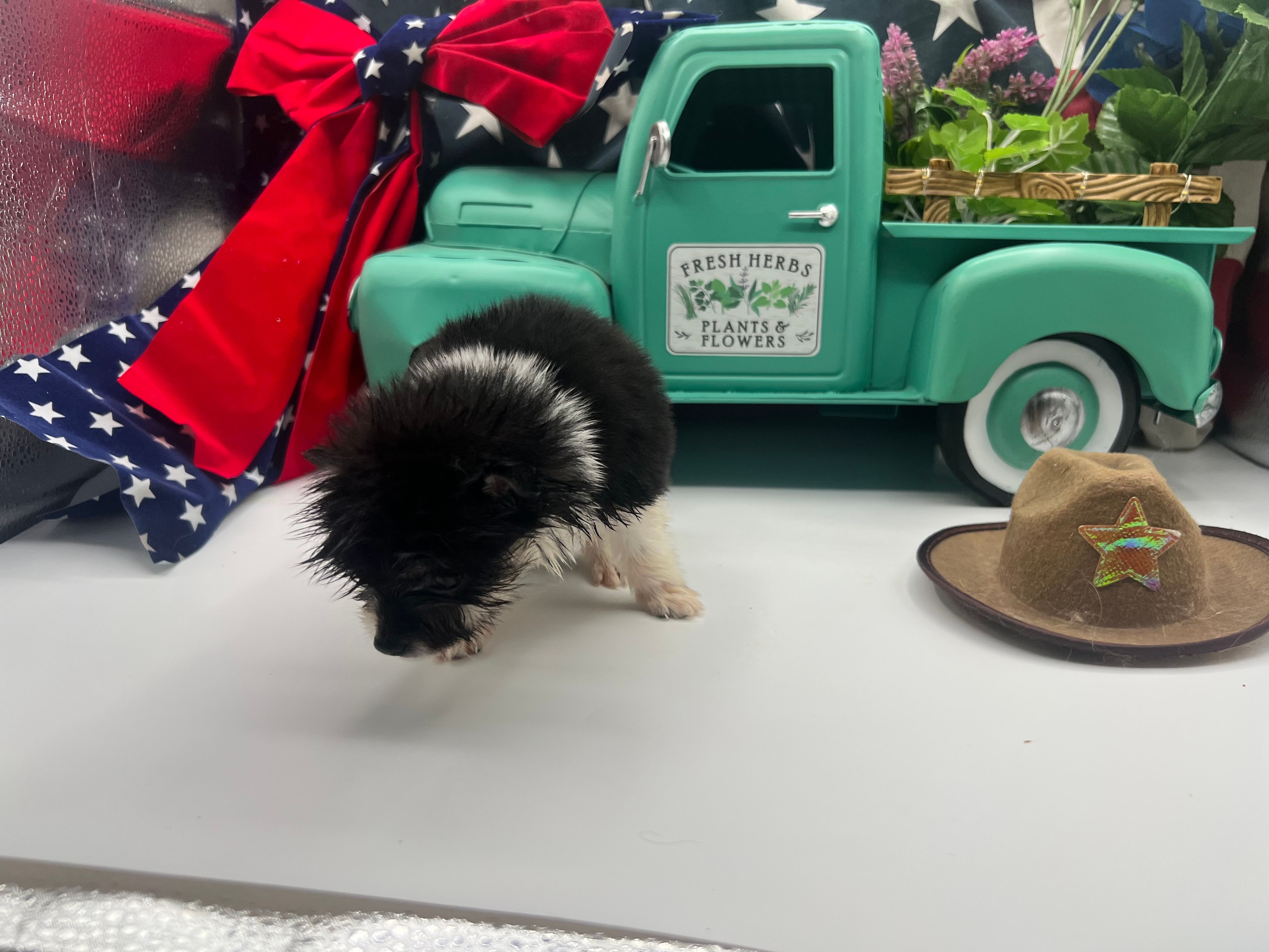 Black and white male (Cinderella mom) – Pomeranian puppy for sale in Columbus, MS