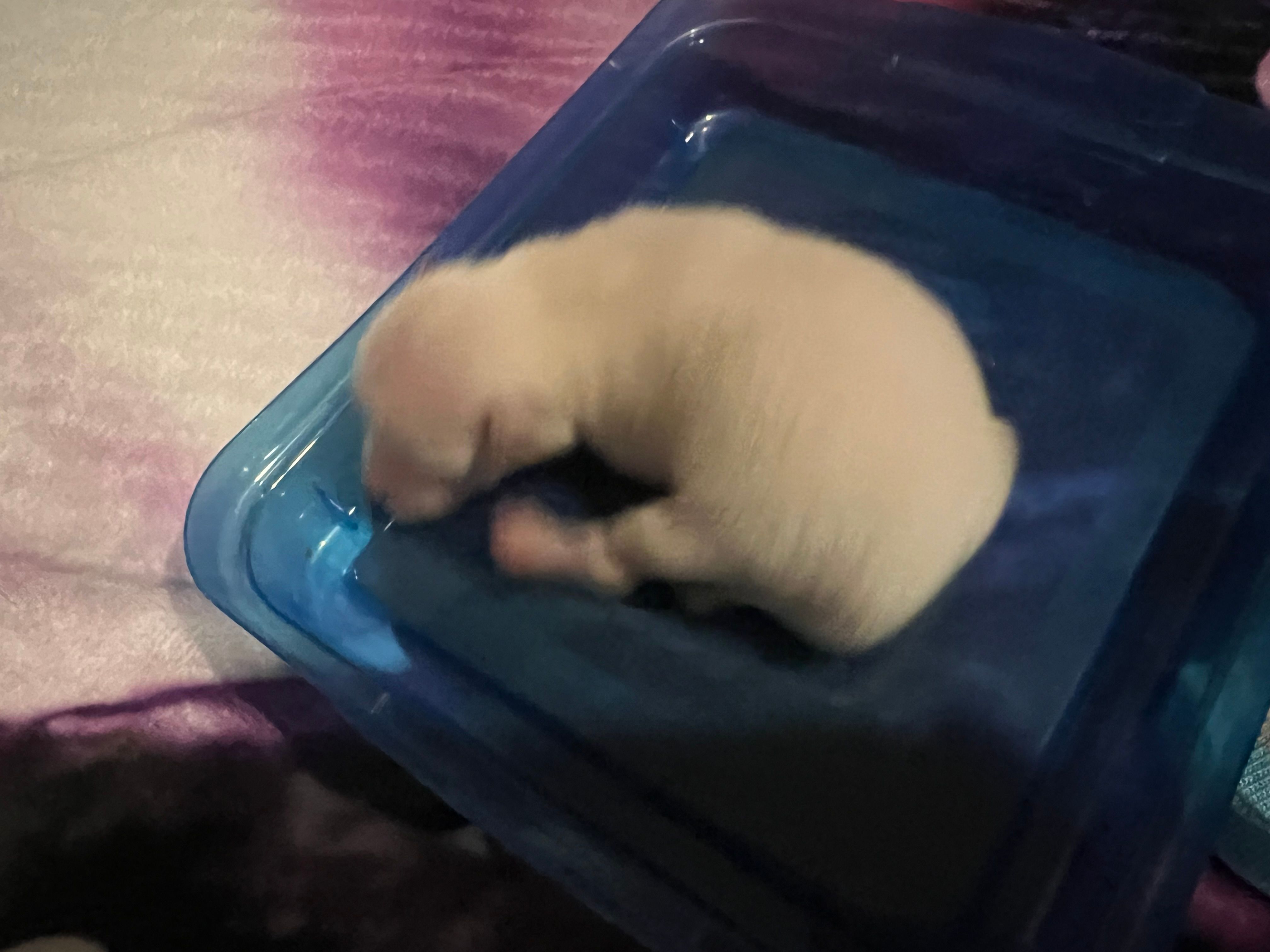White/Cream male (Willow mom) – Pomeranian puppy for sale in Columbus, MS