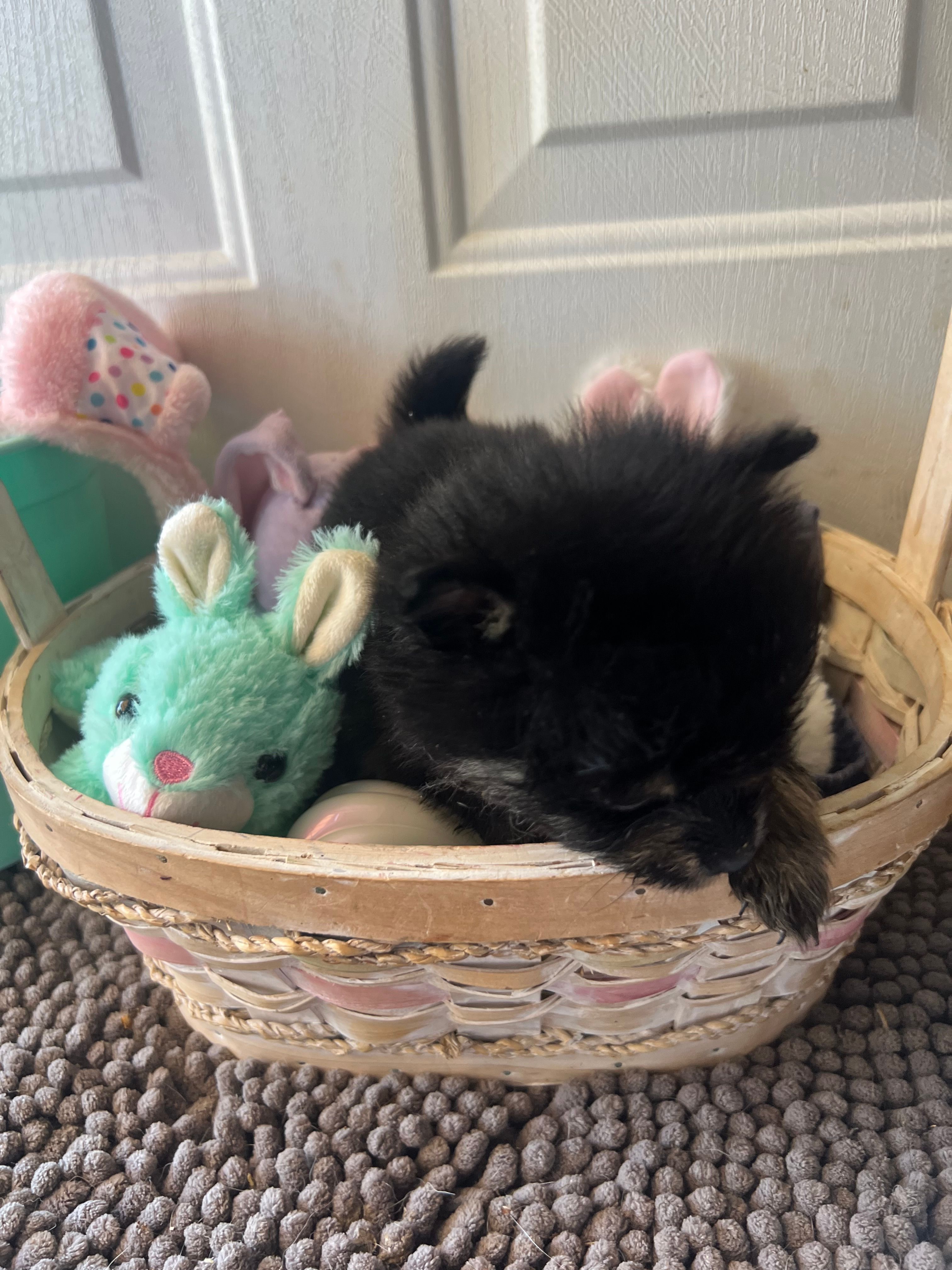 Mistletoe’s Black and tan male  – Pomeranian puppy for sale in Columbus, MS