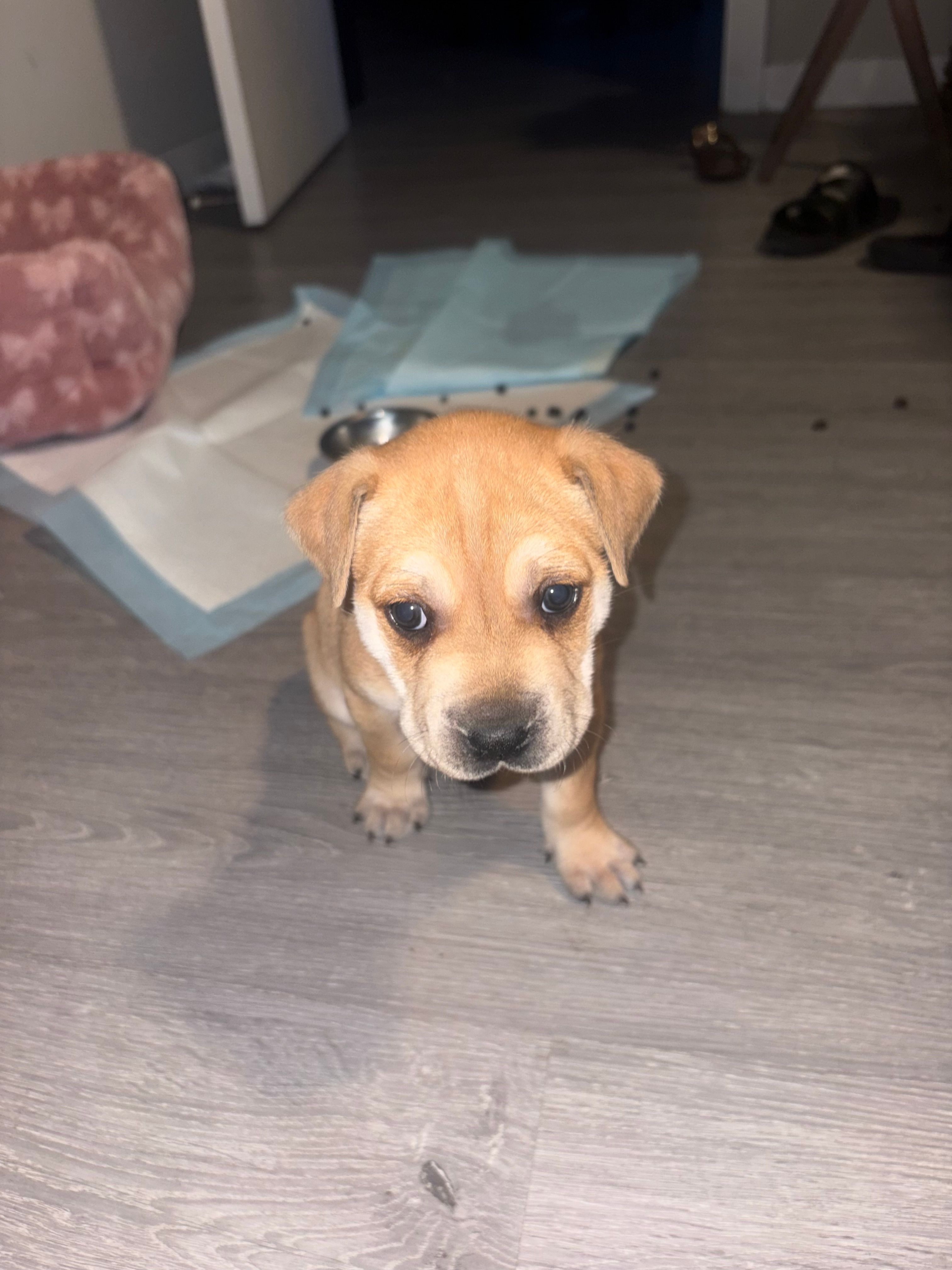 Bella – American Pit Bull Terrier puppy for sale in Miami, FL