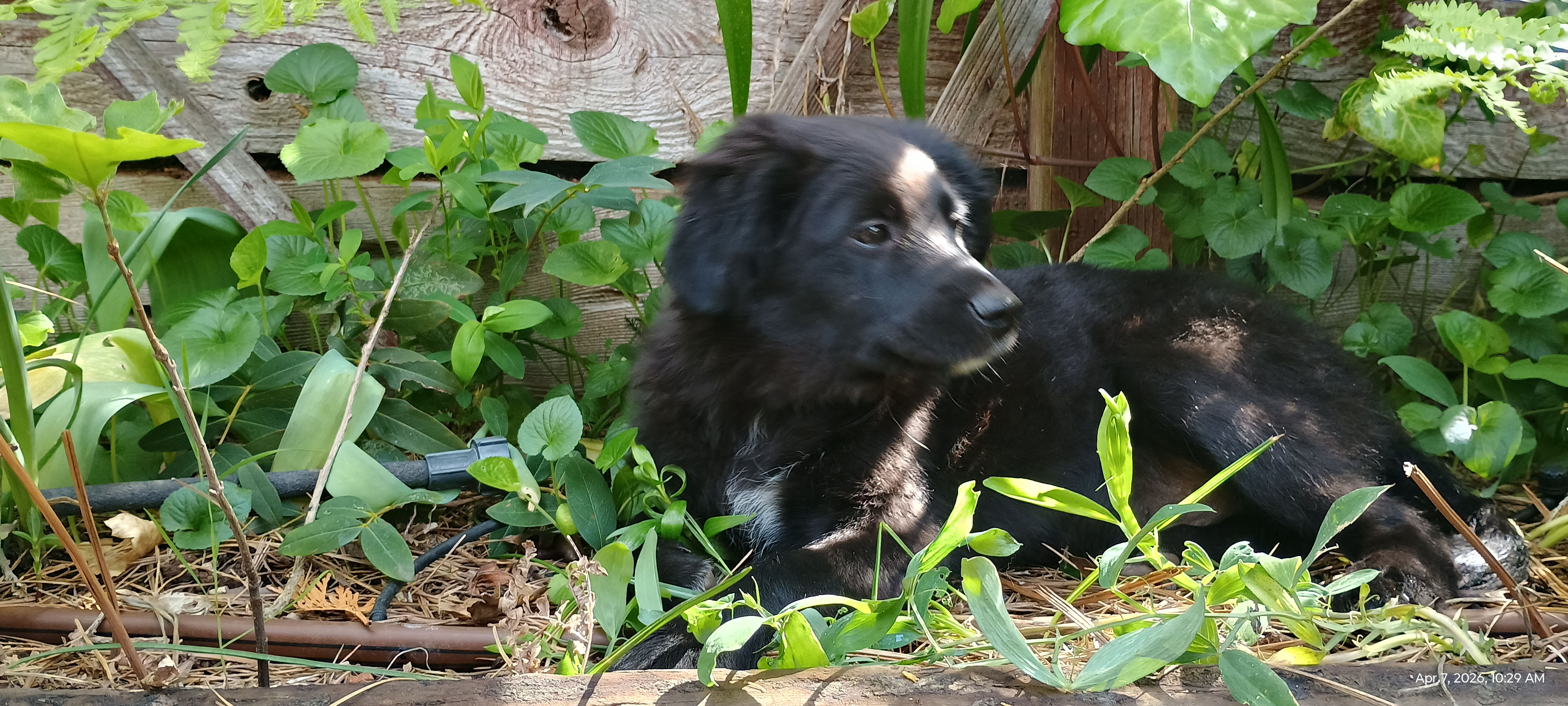 Red – Australian Shepherd, Miniature Golden Retriever puppy for sale in Chico, CA