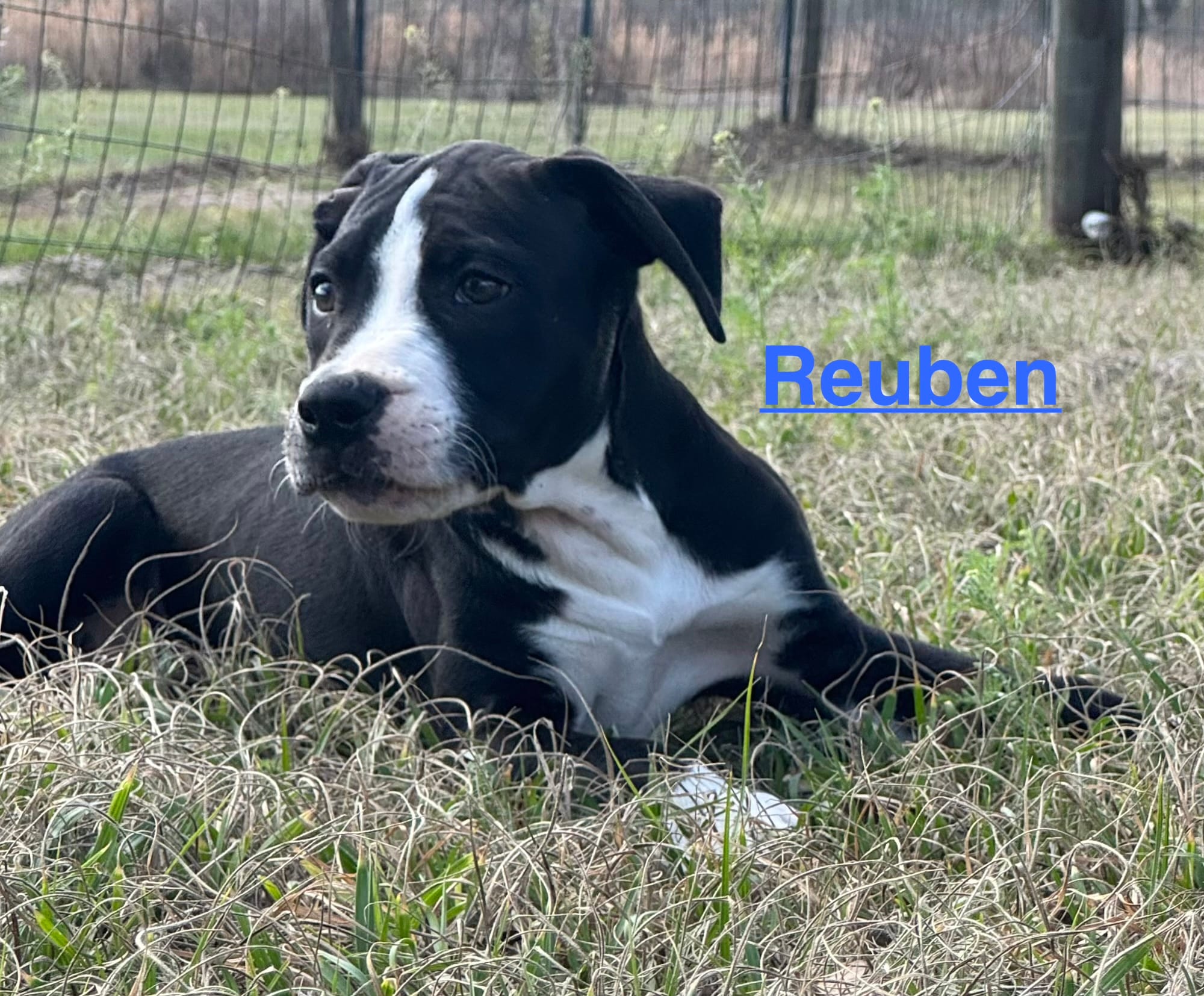 Reuben – American Bulldog puppy for sale in Mascotte, FL