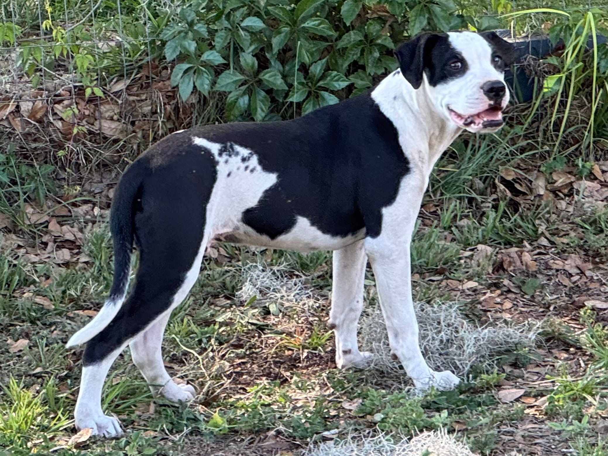 Simeon – American Bulldog puppy for sale in Mascotte, FL