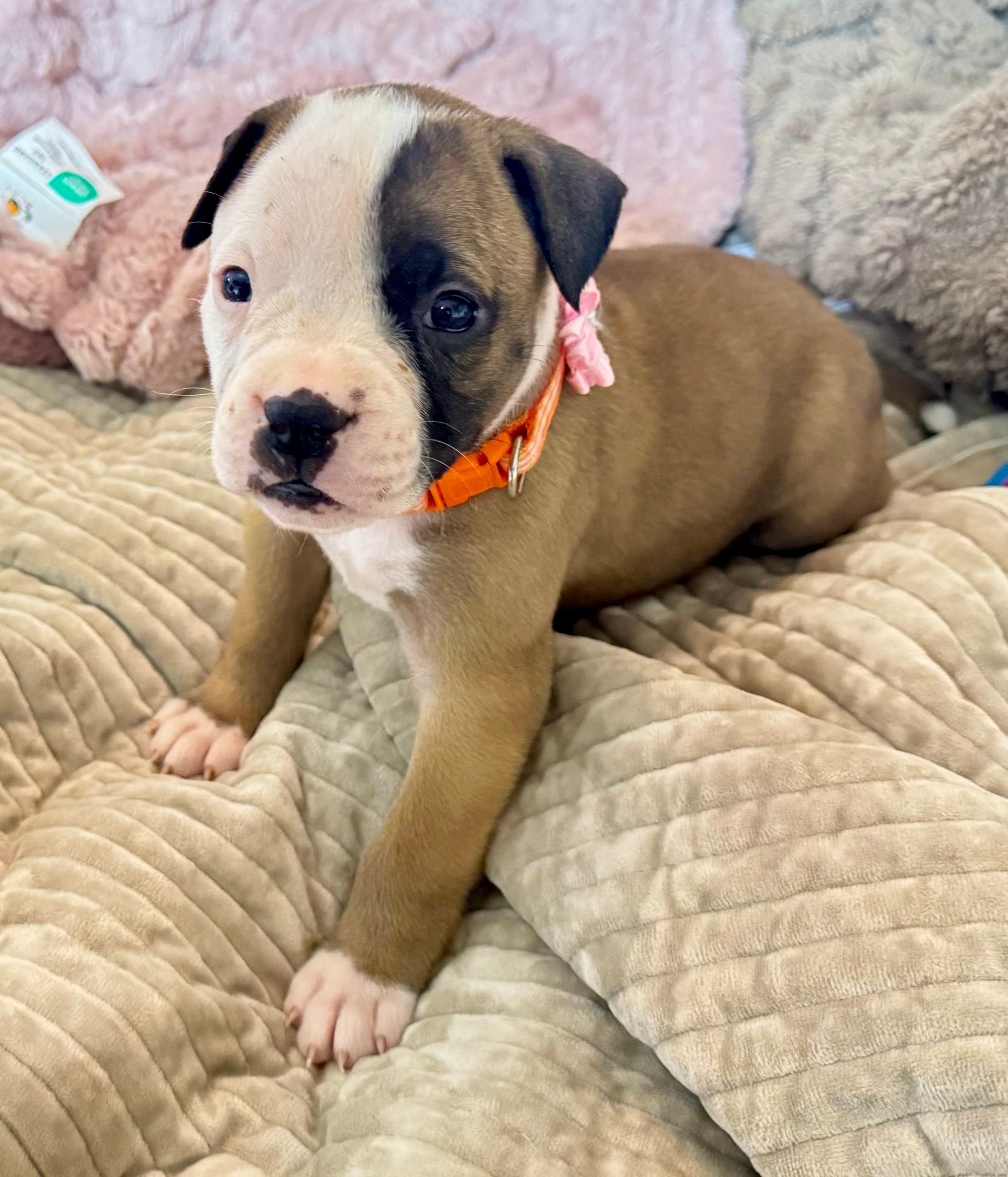 NKC Ellie Sue – American Bulldog puppy for sale in Mcdonough, GA