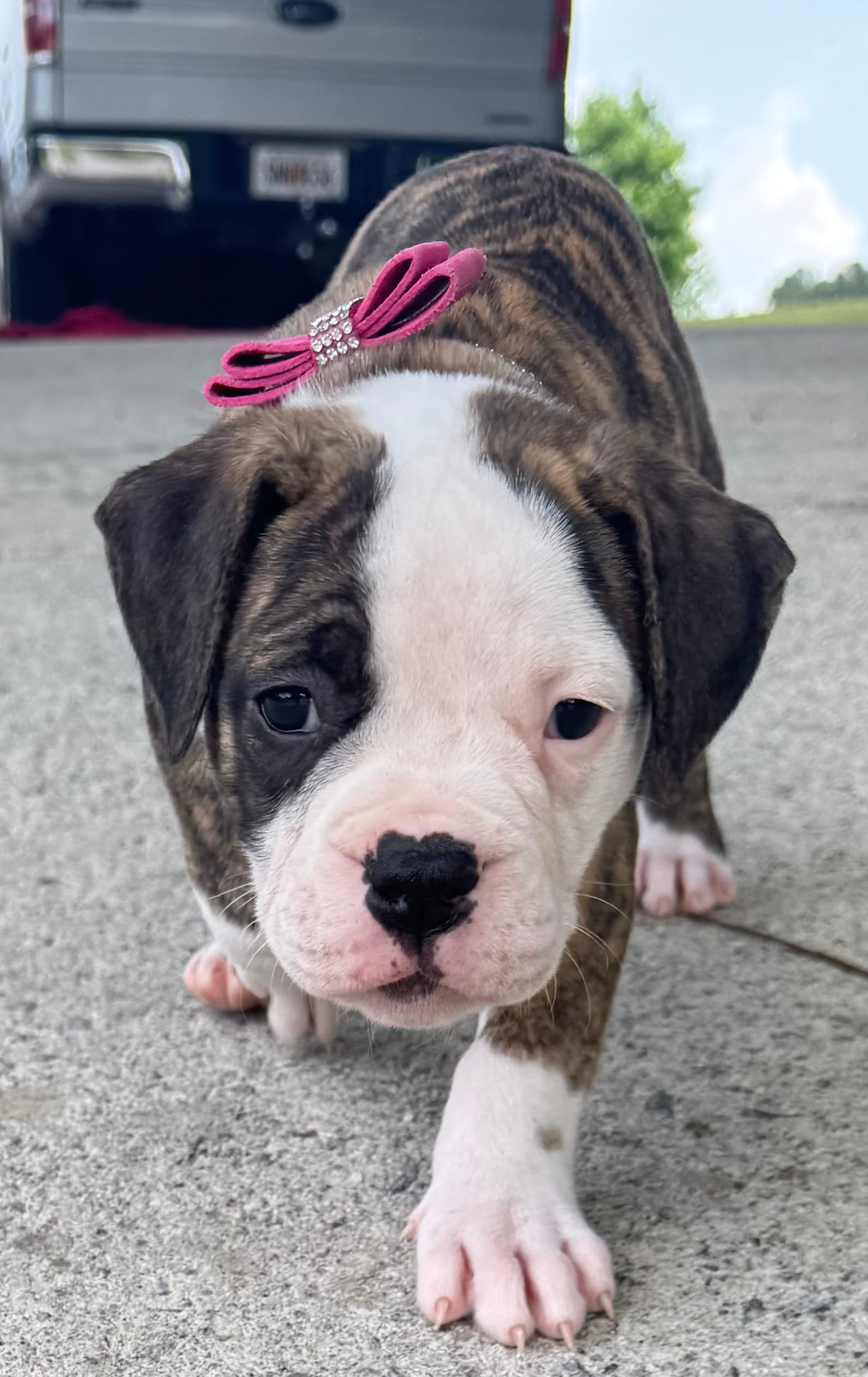     Big Boned Bulldog Beauty • Dolly – American Bulldog puppy for sale in Mcdonough, GA