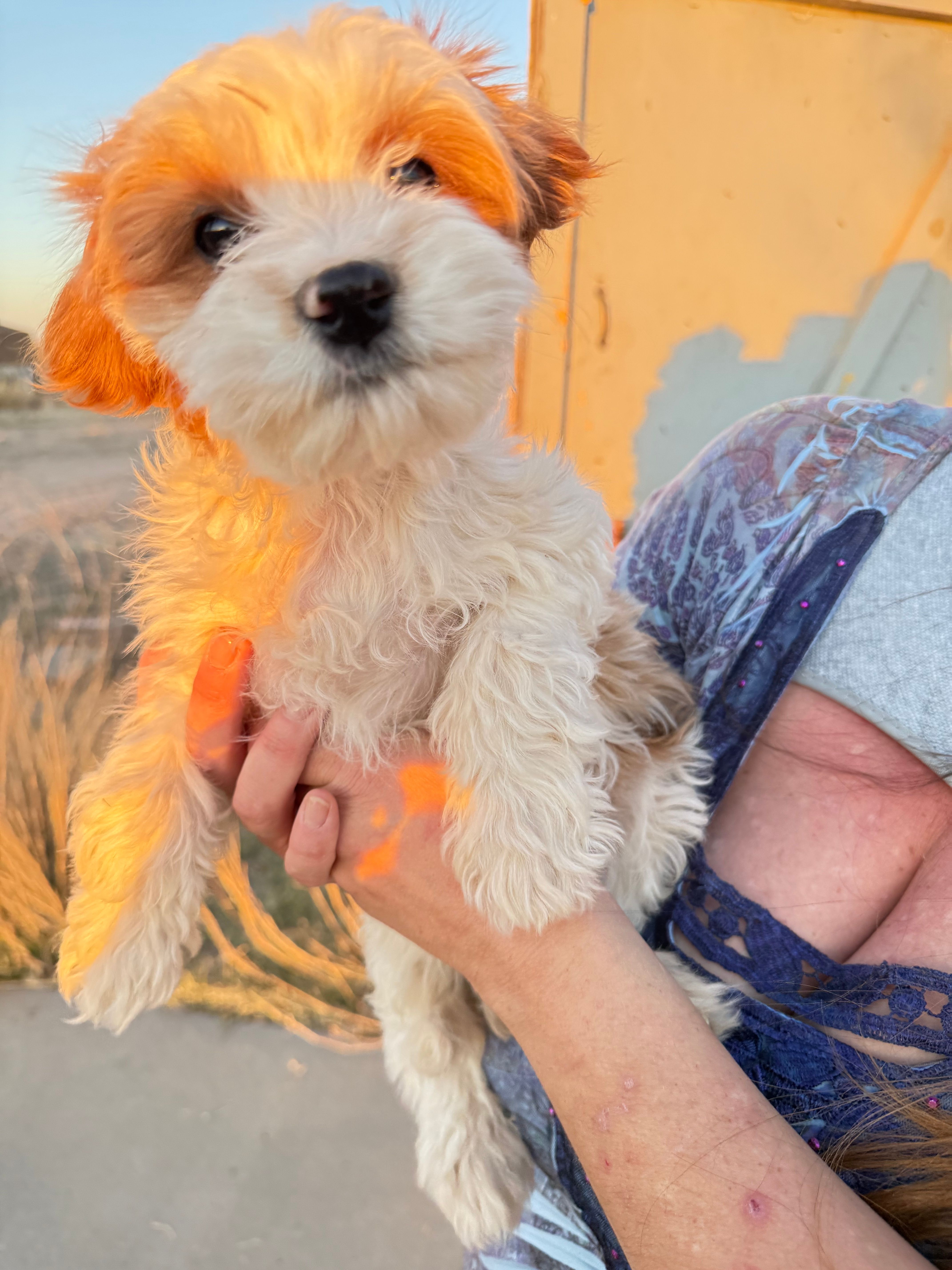 Simon – Cavapoo puppy for sale in Amarillo, TX