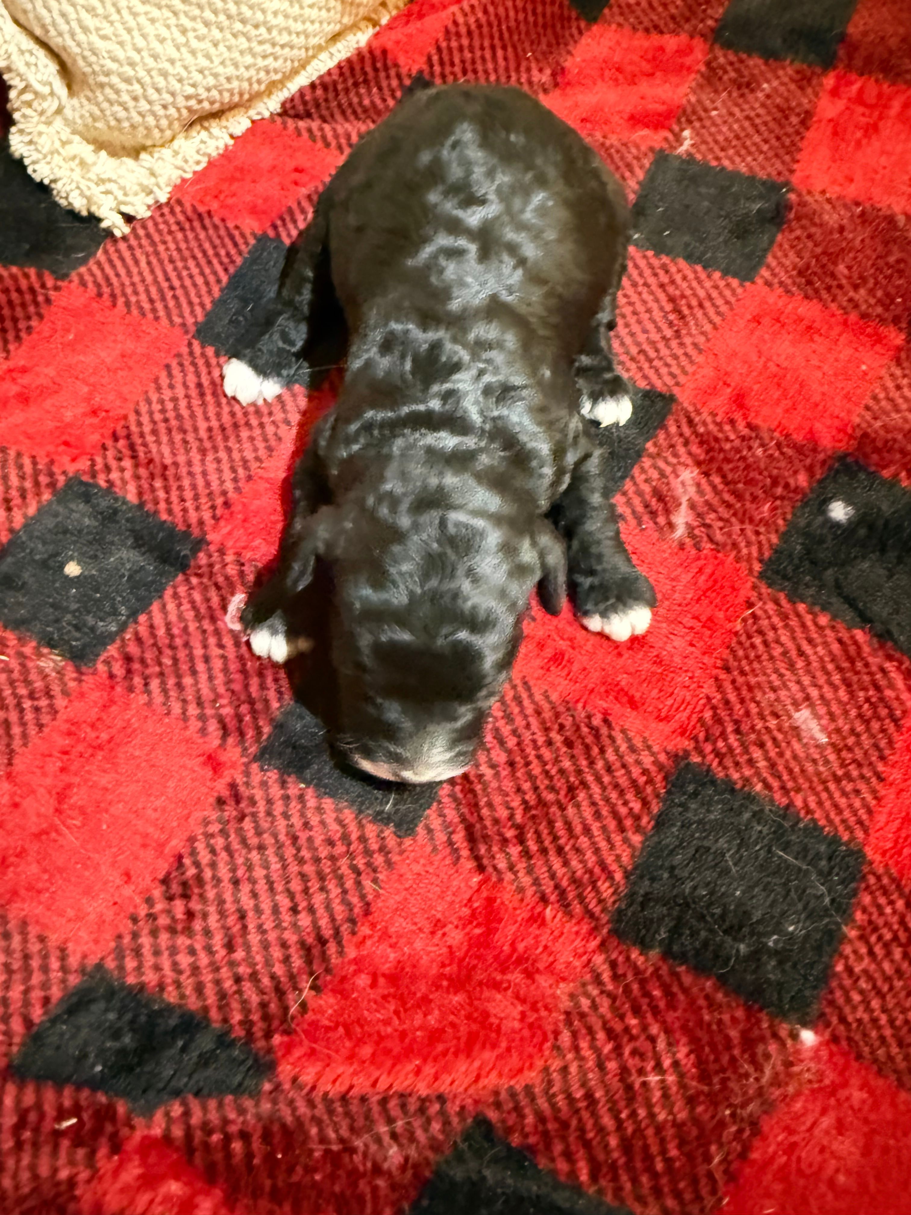 Girl one and only – Cavapoo puppy for sale in Amarillo, TX