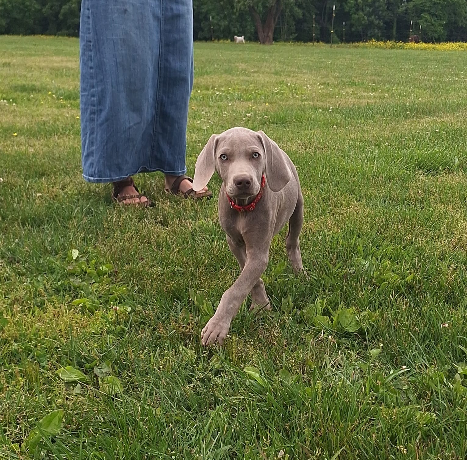 Norris – Weimaraner puppy for sale in Lewisburg, KY