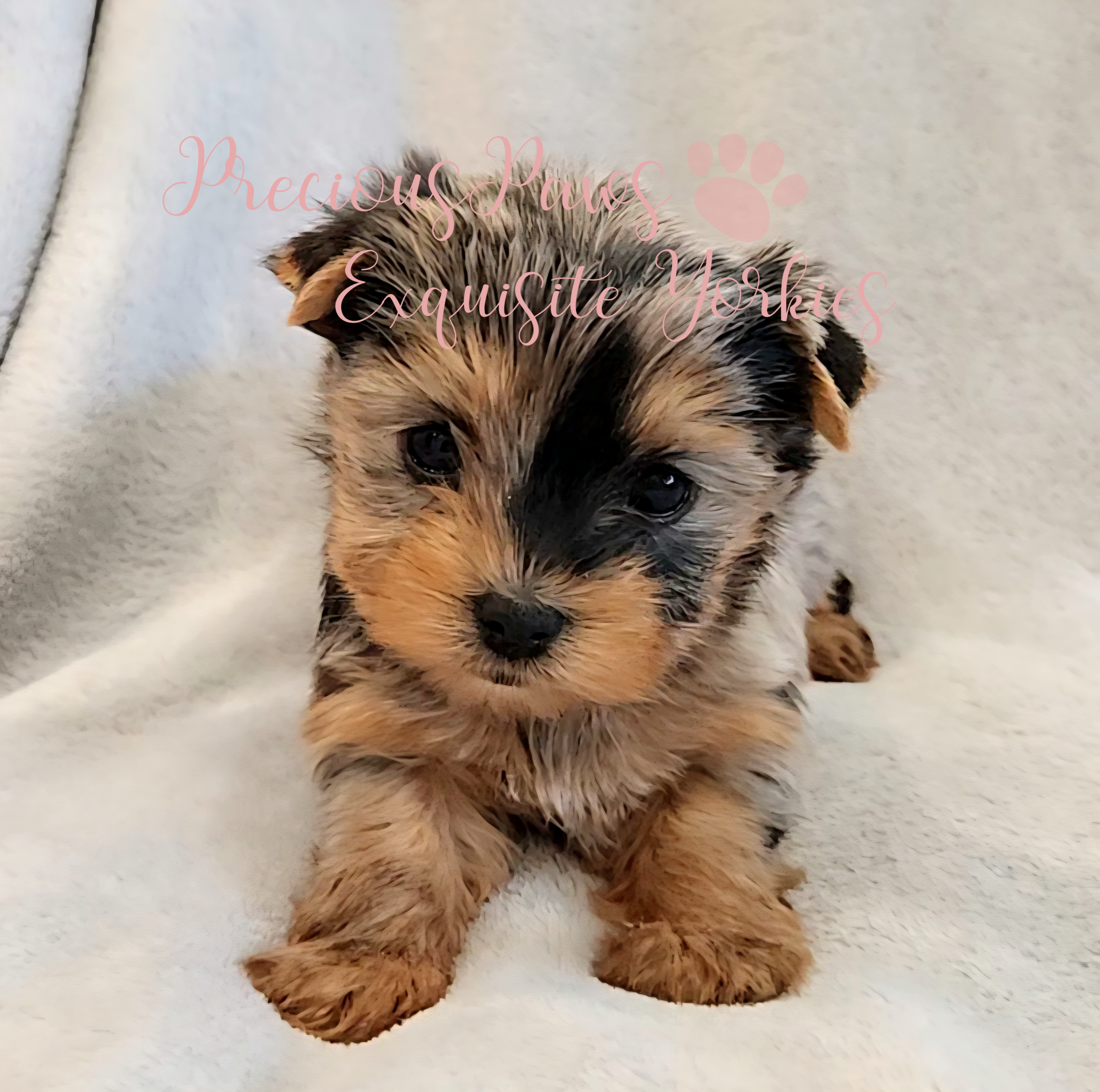 Jewel – Yorkshire Terrier puppy for sale in League City, TX