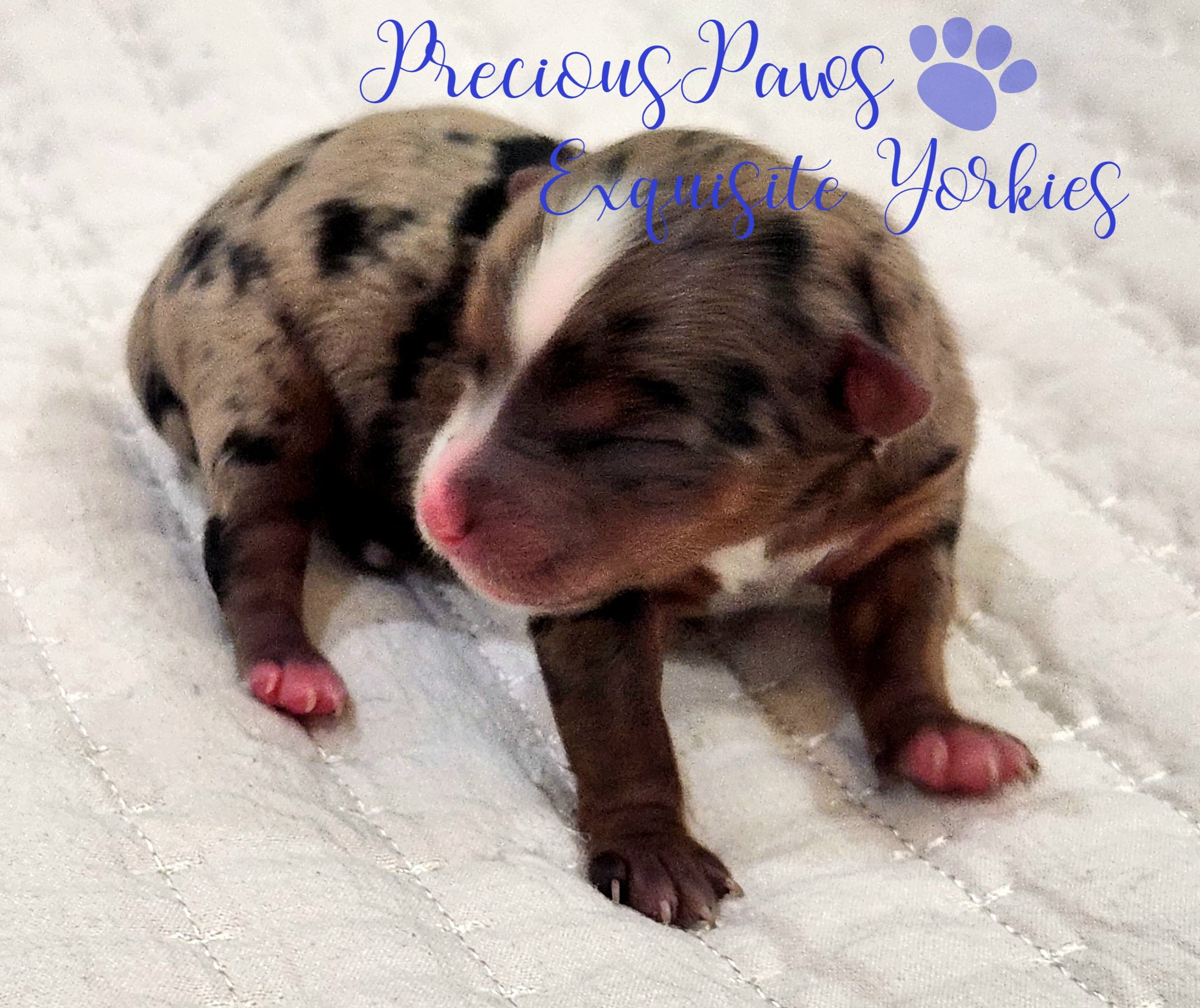 Kayson – Yorkshire Terrier puppy for sale in League City, TX