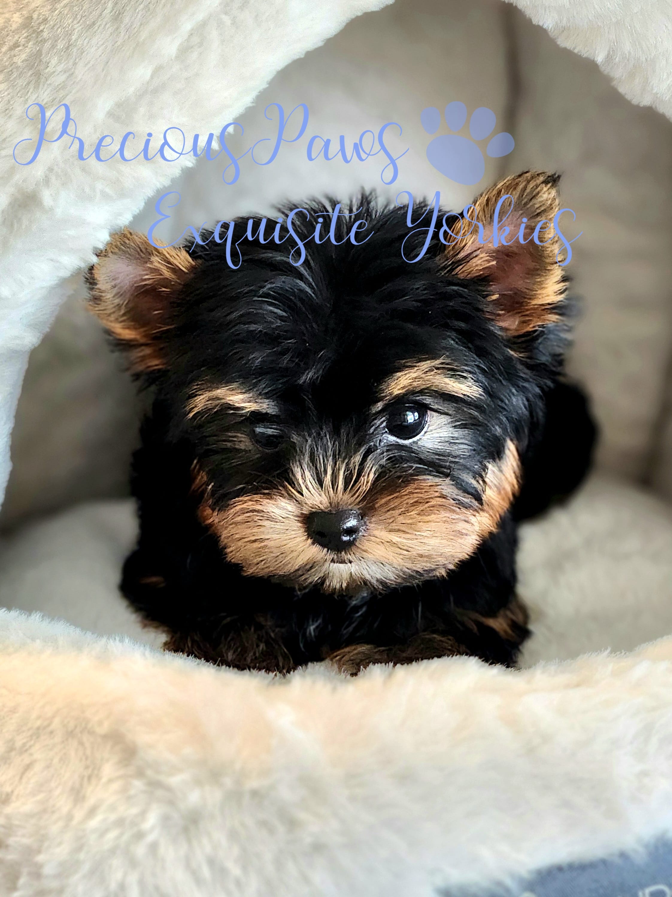 Jasper  – Yorkshire Terrier puppy on hold in League City, TX