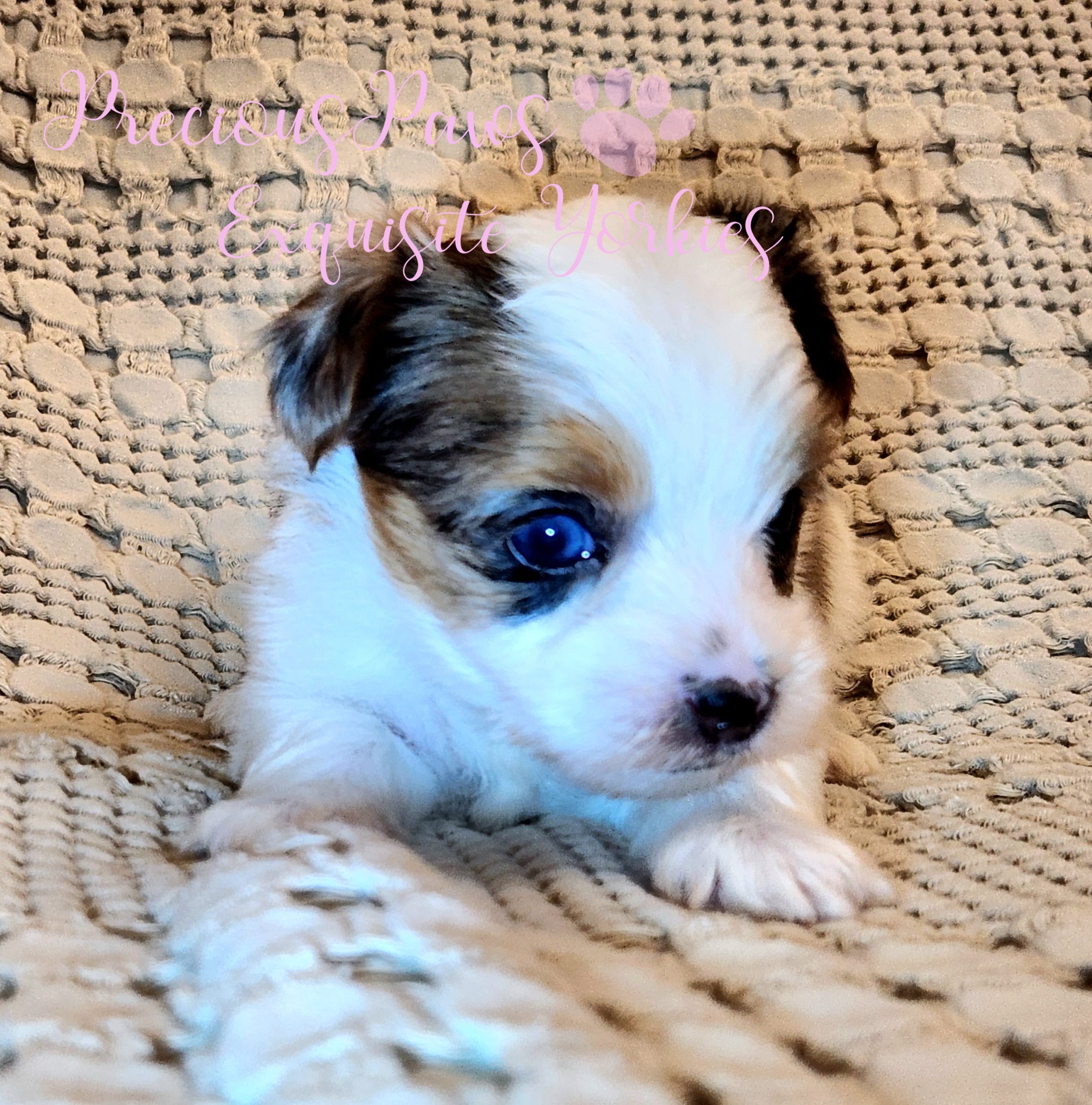 Londyn ** RESERVED  – Yorkshire Terrier puppy on hold in League City, TX