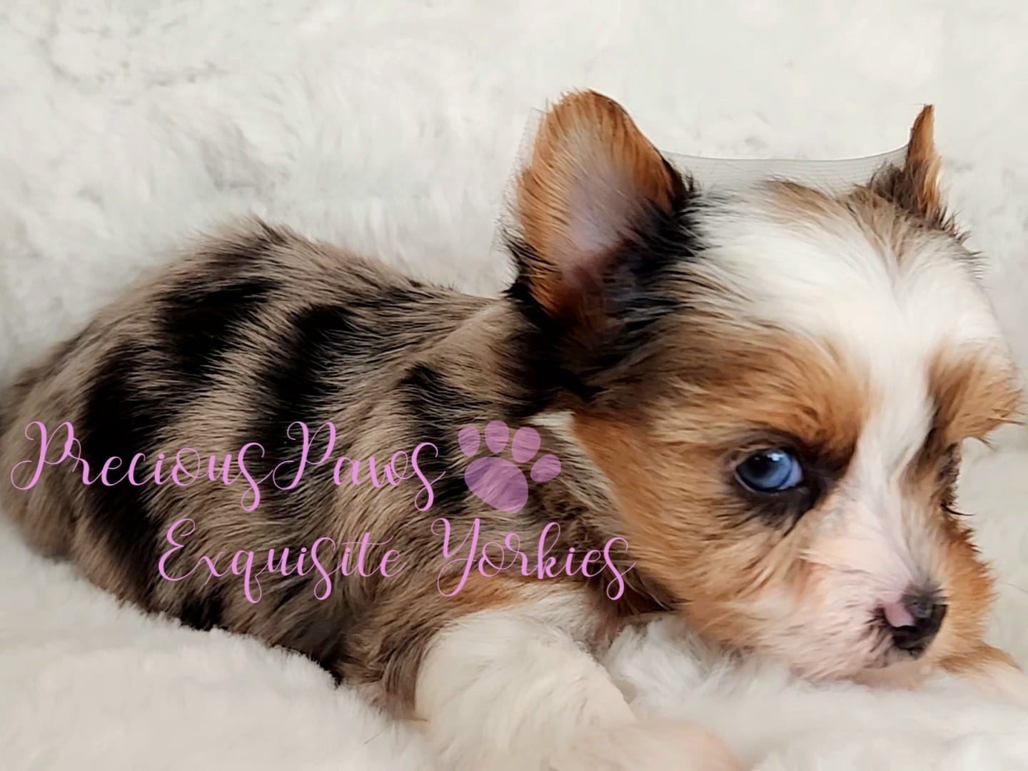Kira **RESERVED** – Yorkshire Terrier puppy on hold in League City, TX