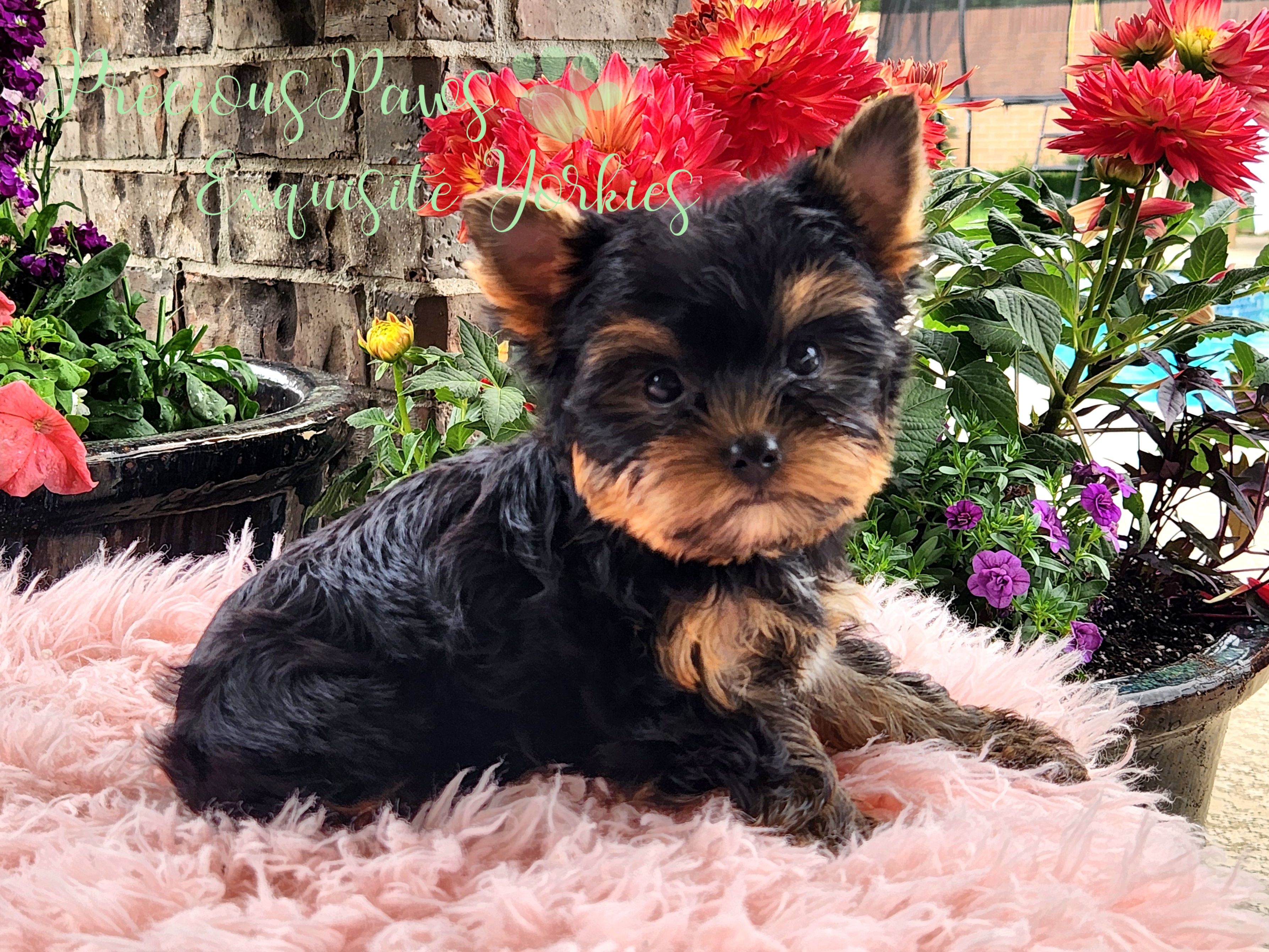 Jasper – Yorkshire Terrier puppy for sale in League City, TX