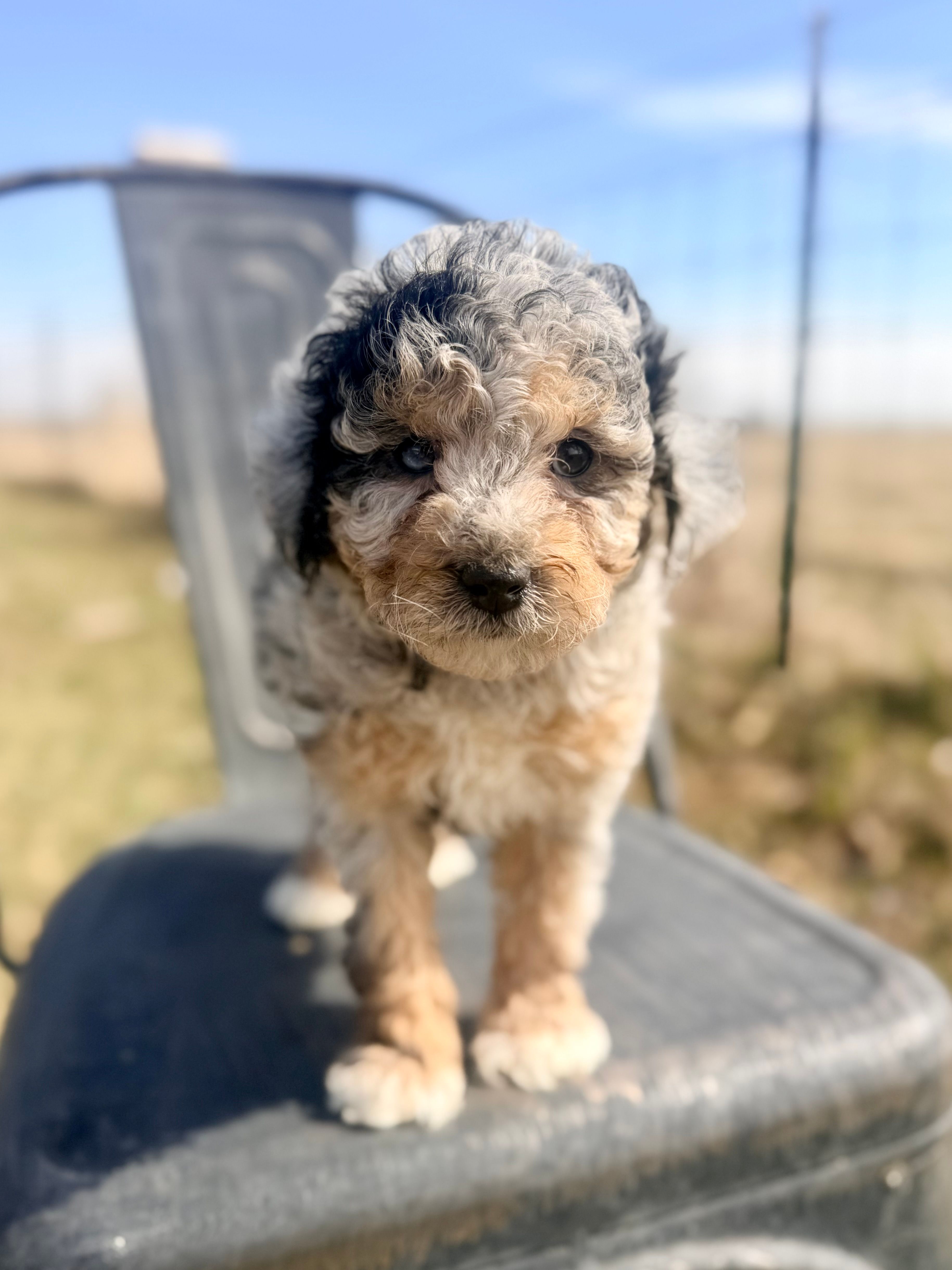 Venus – Goldendoodle, Miniature Goldendoodle puppy for sale in Decorah, IA