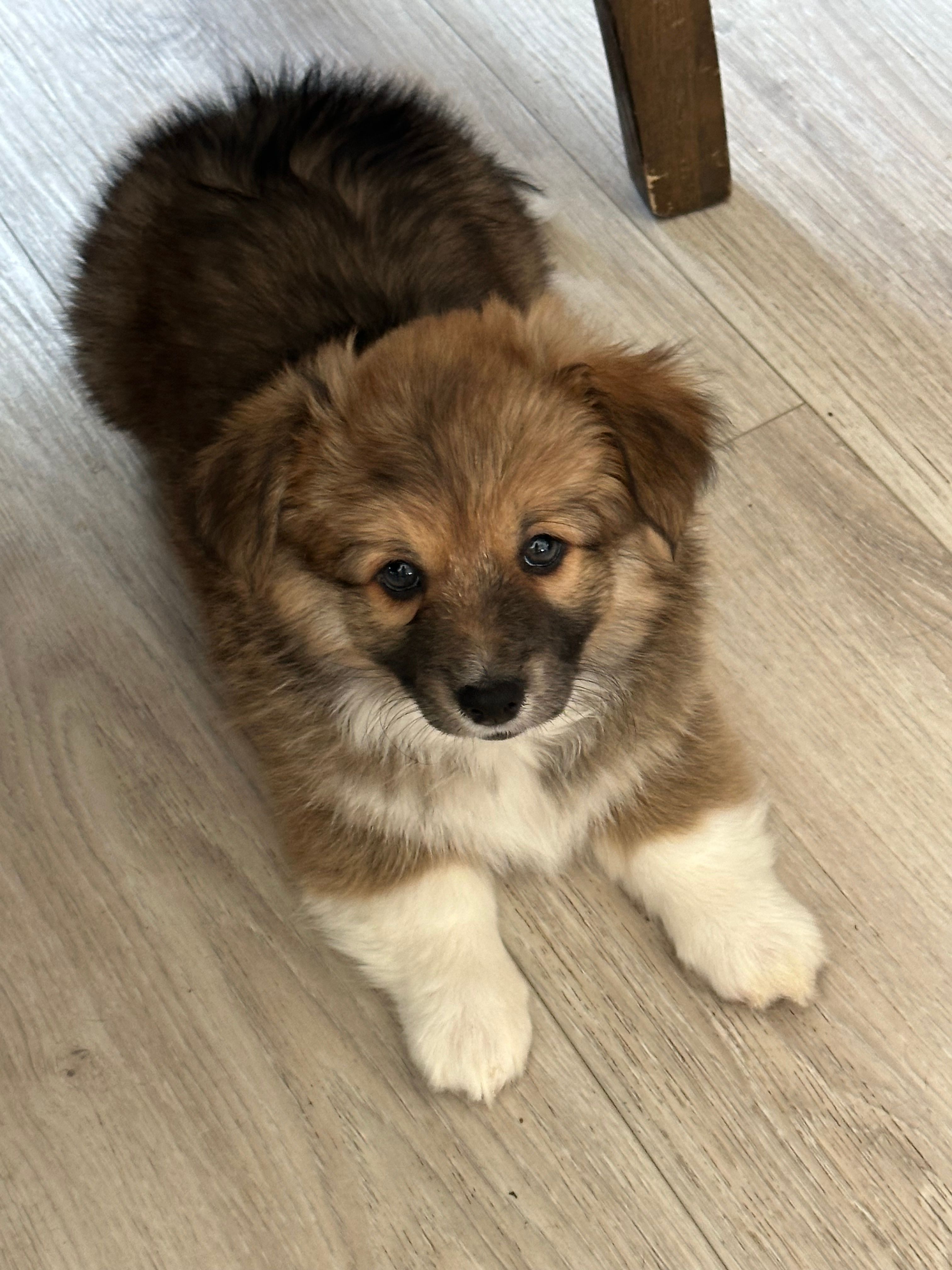 Lily – Cardigan Welsh Corgi, Pembroke Welsh Corgi puppy for sale in Palmdale, CA