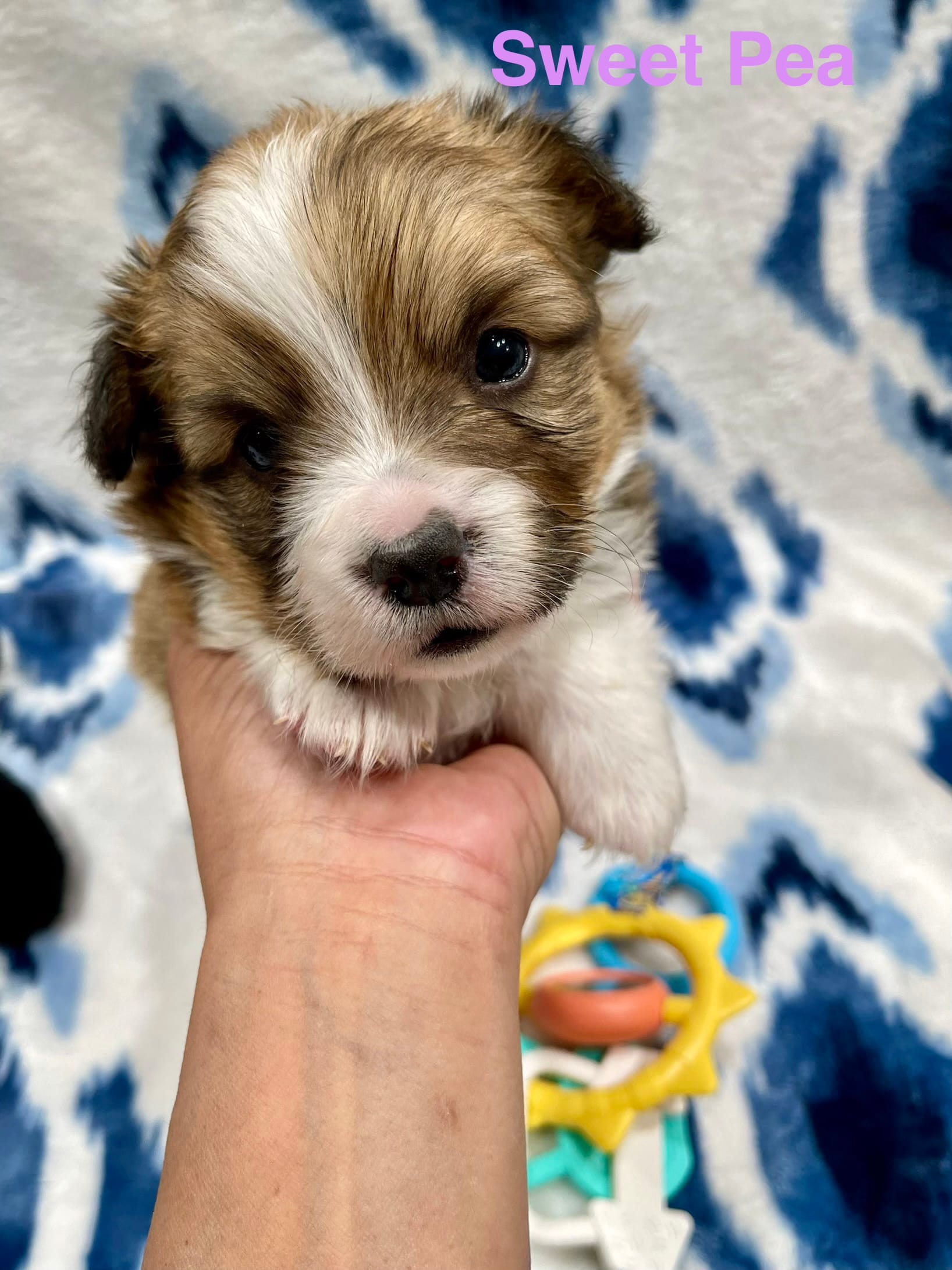 Sweet Pea – Cardigan Welsh Corgi, Pembroke Welsh Corgi puppy for sale in Palmdale, CA