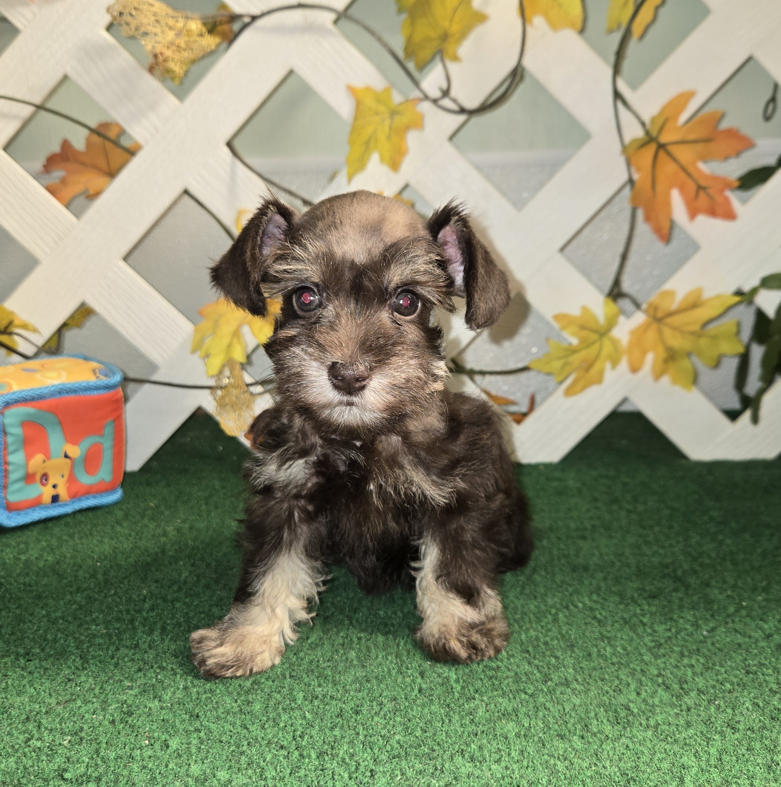 Toy Liver Tan – Miniature Schnauzer puppy for sale in Antlers, OK