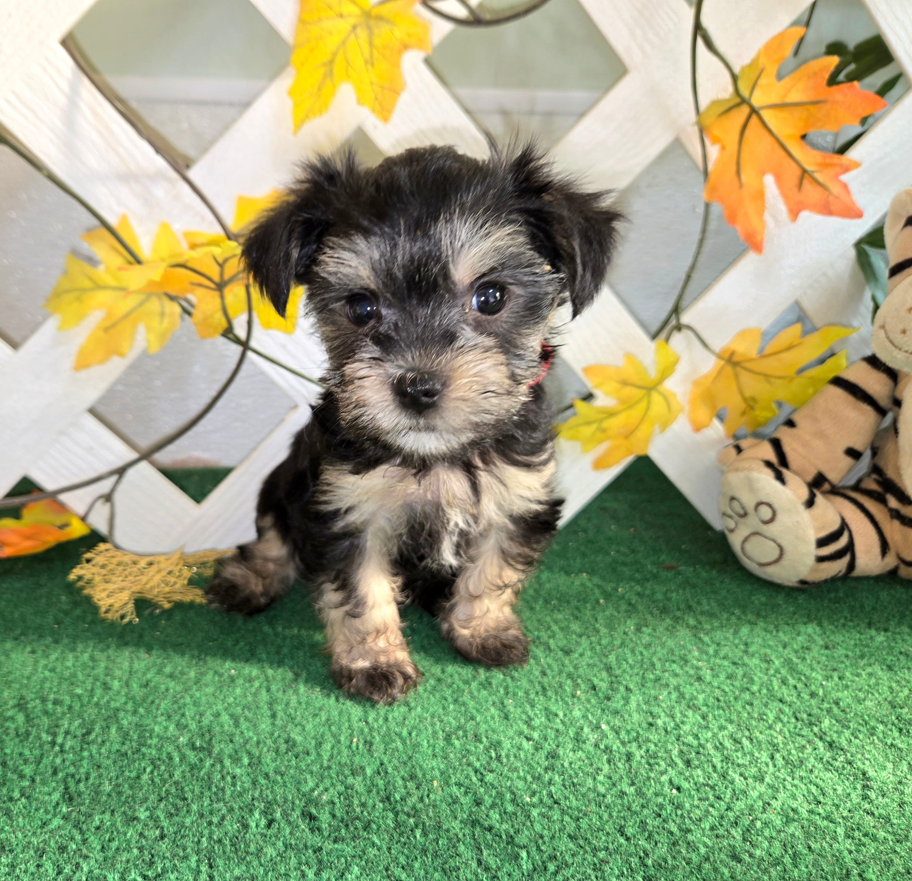 Toy Snorkie Red – Miniature Schnauzer, Yorkshire Terrier puppy for sale in Antlers, OK