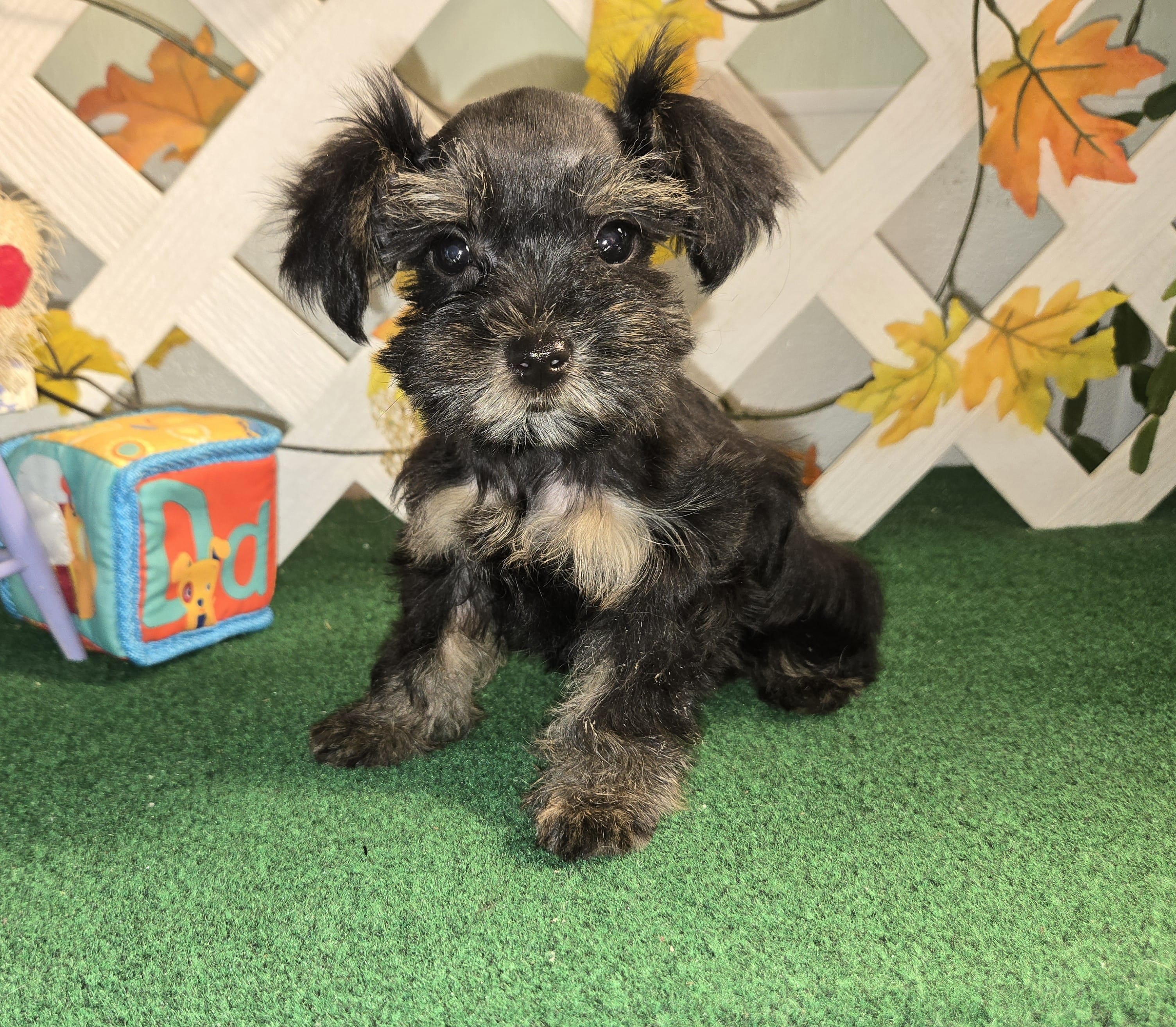 Toy Snorkie Green – Miniature Schnauzer, Yorkshire Terrier puppy for sale in Antlers, OK